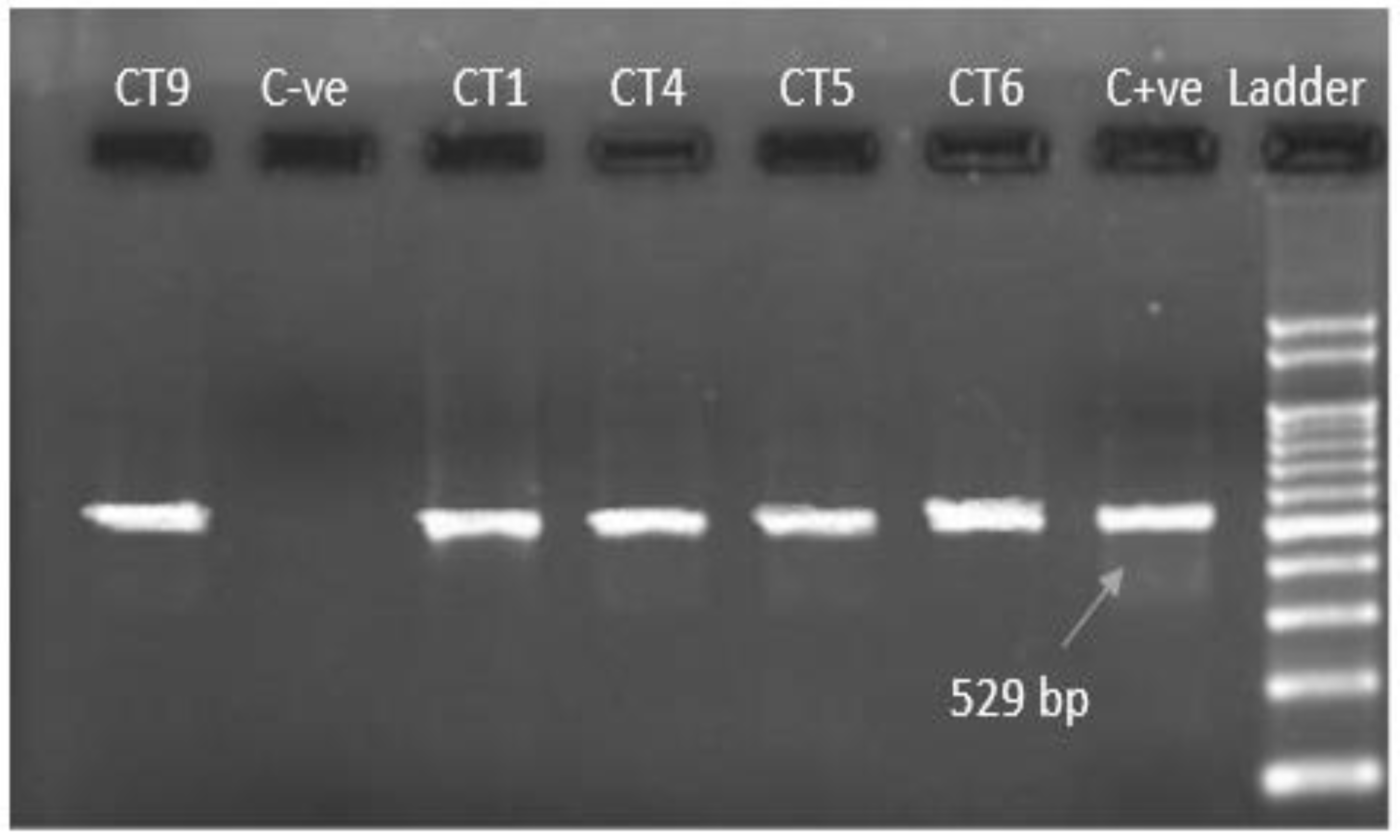 Pathogens 11 00437 g003 550