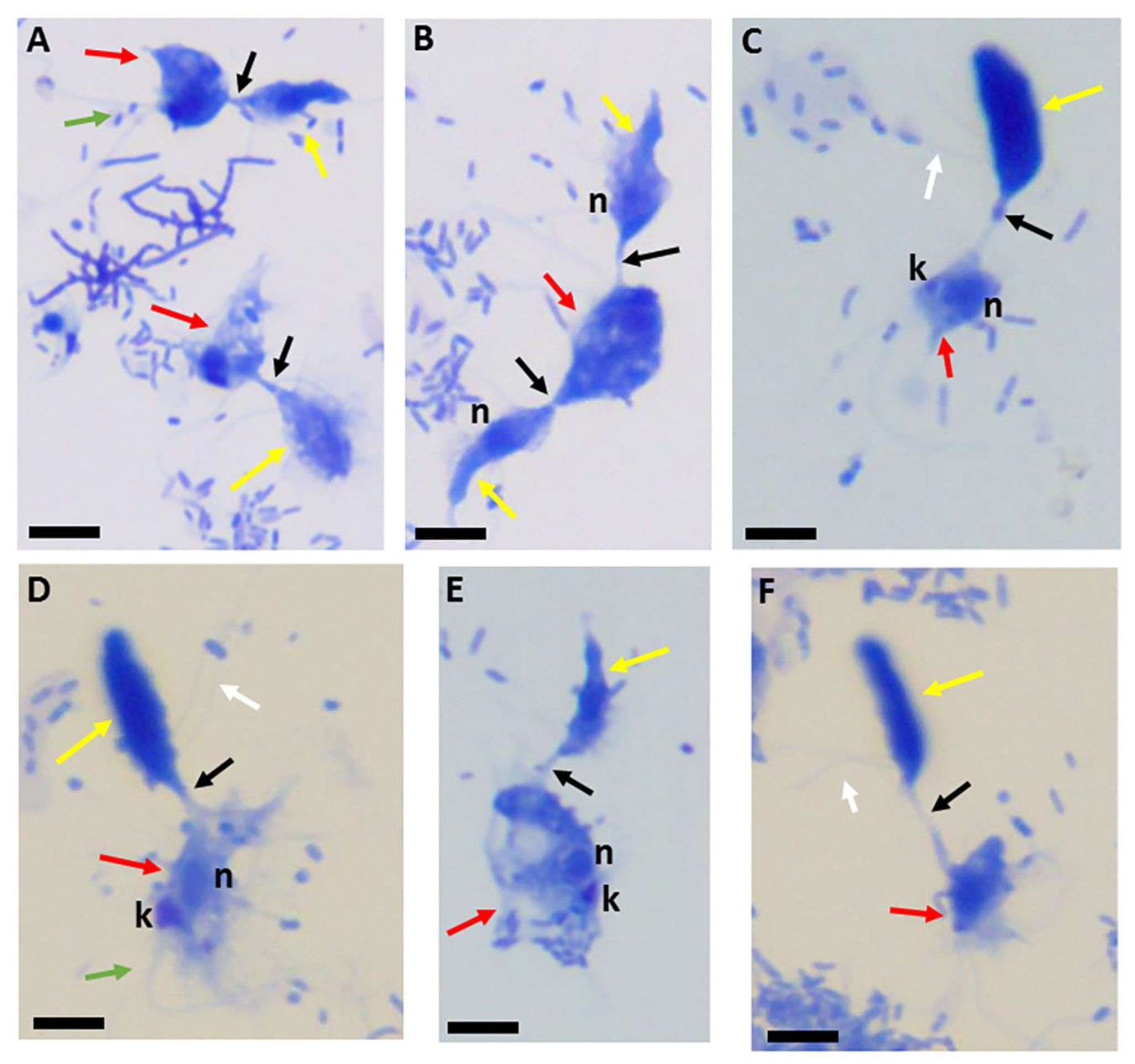 Pathogens 11 00455 g001