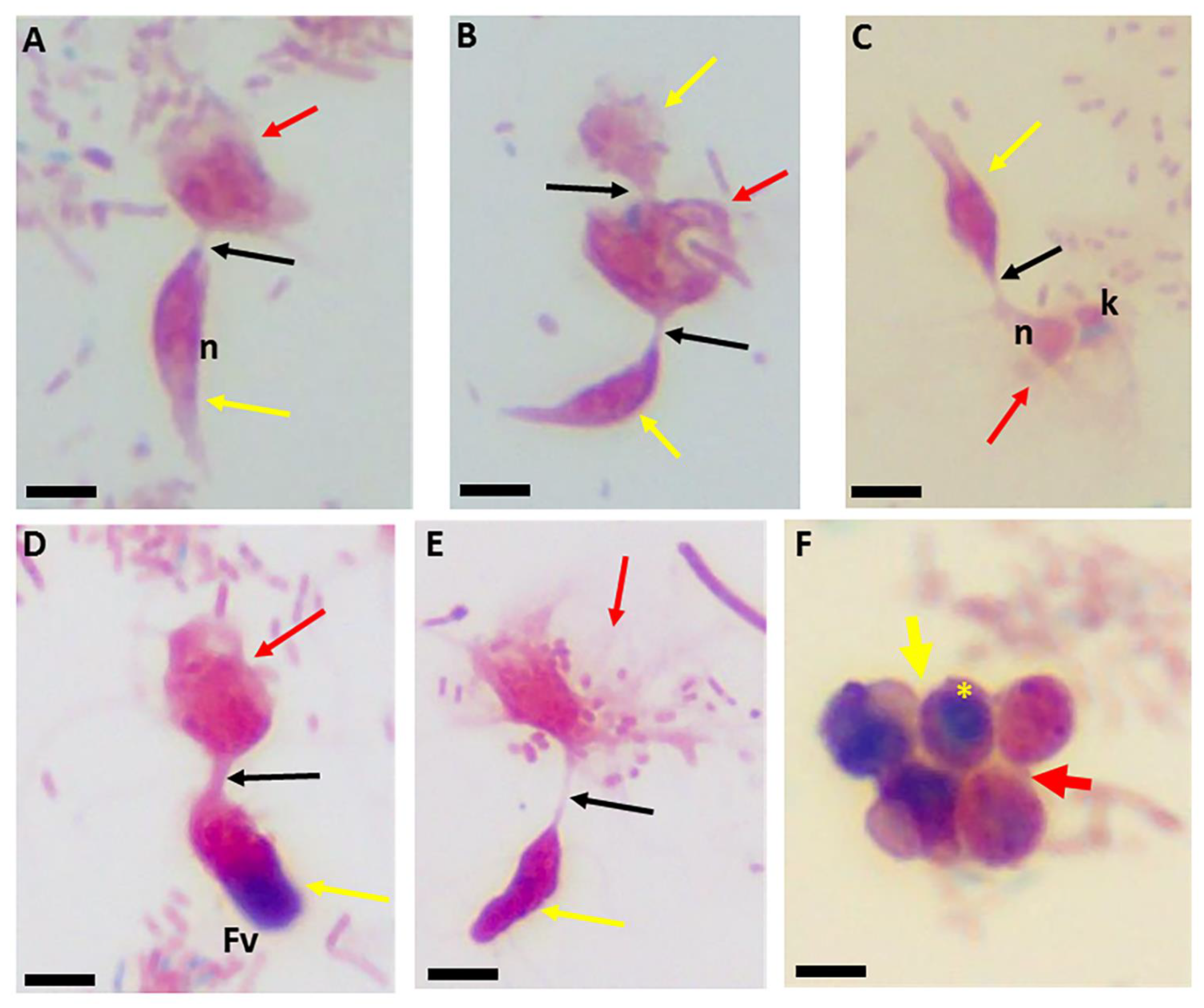 Pathogens 11 00455 g003