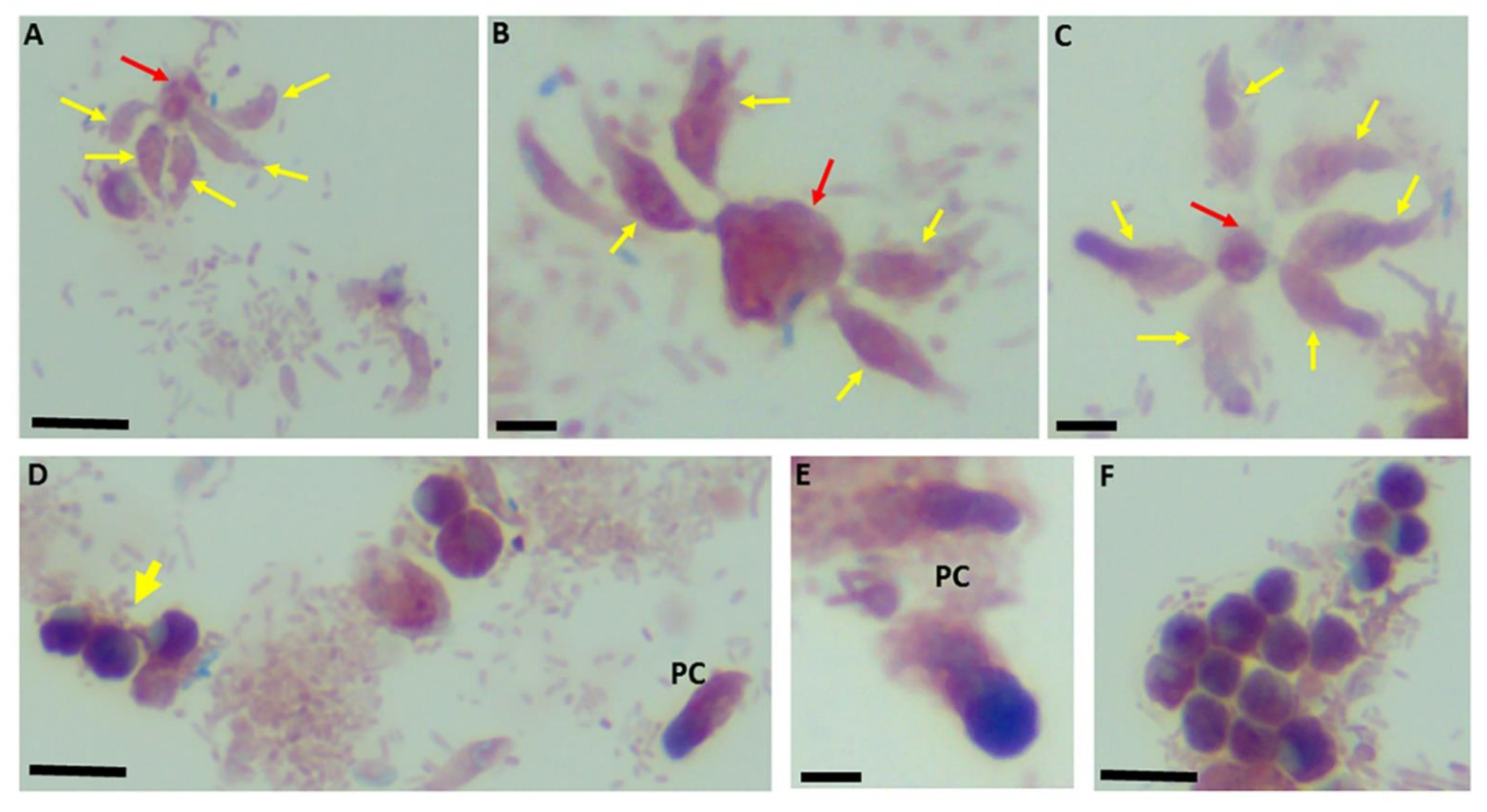 Pathogens 11 00455 g004