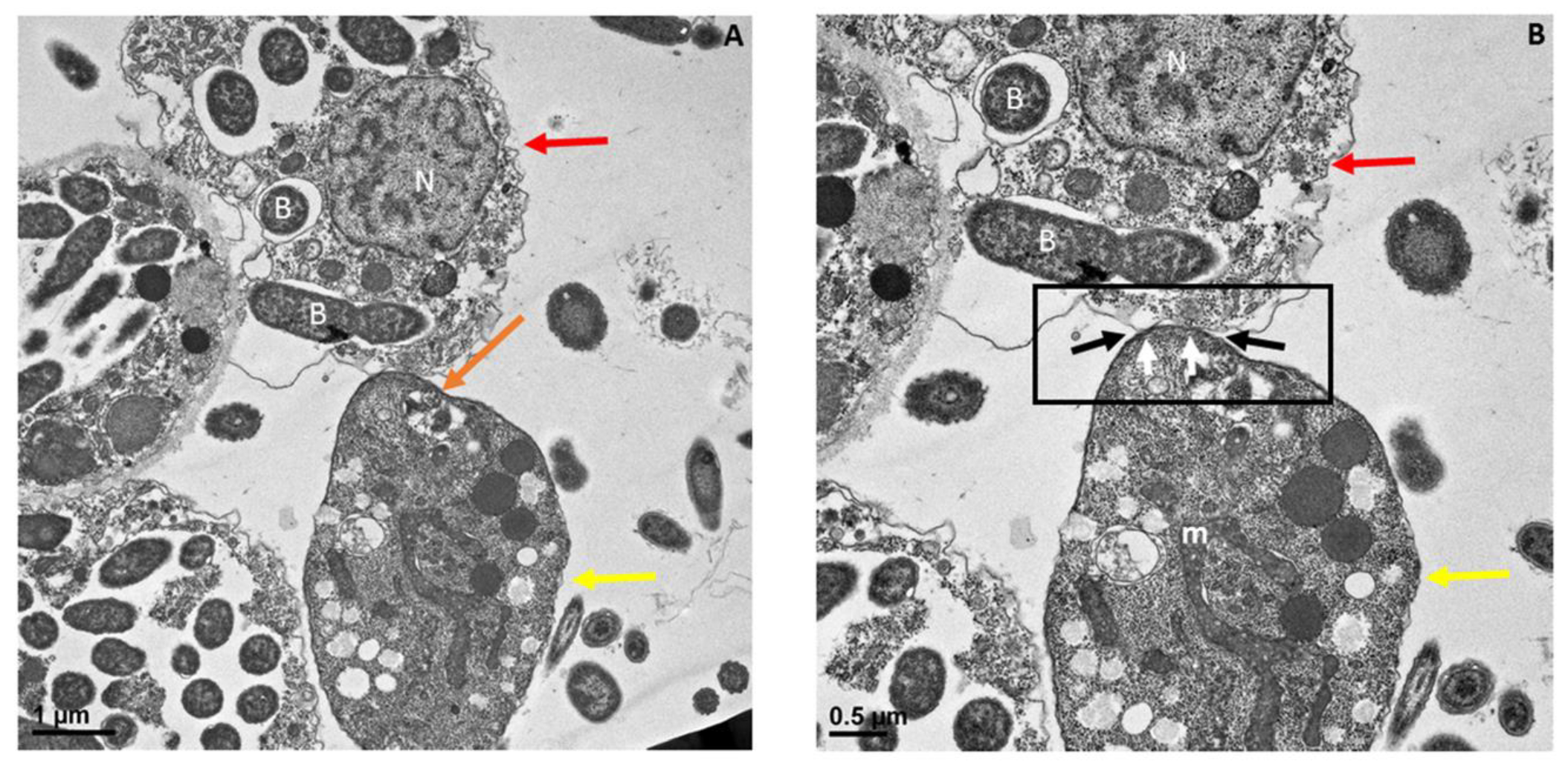 Pathogens 11 00455 g006