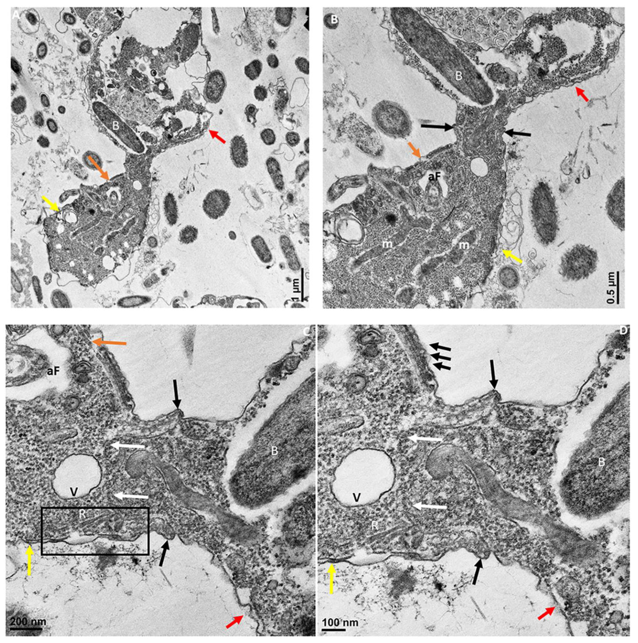 Pathogens 11 00455 g008