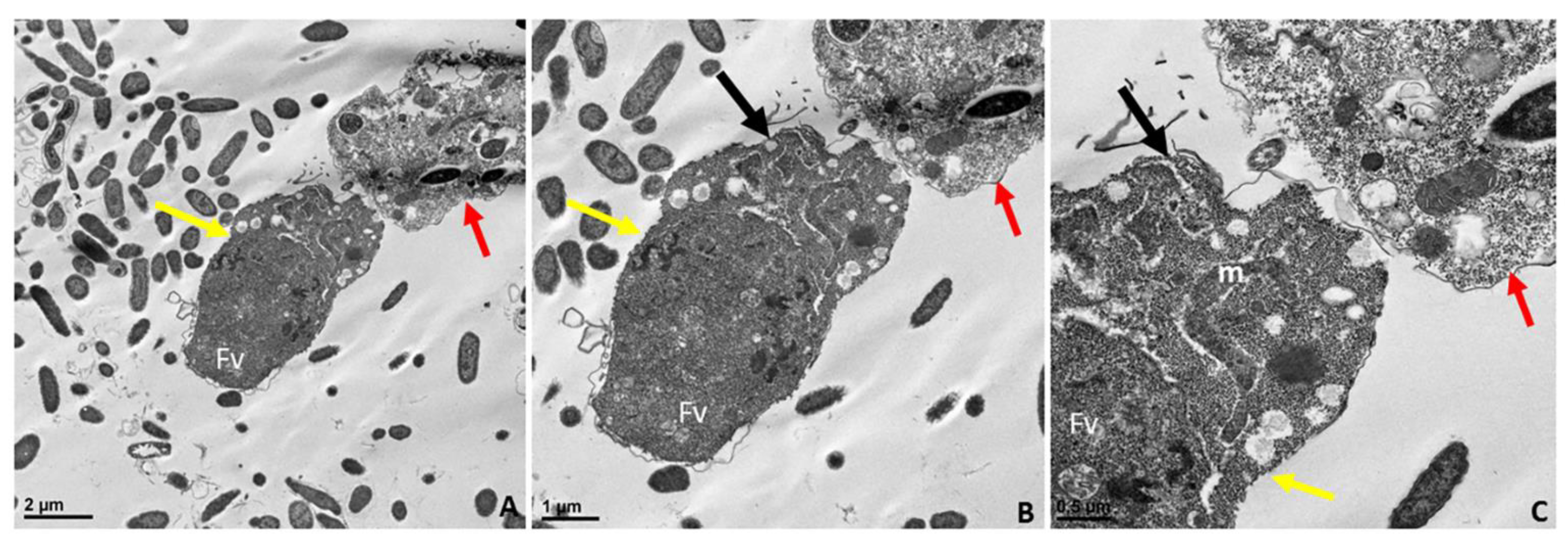 Pathogens 11 00455 g010