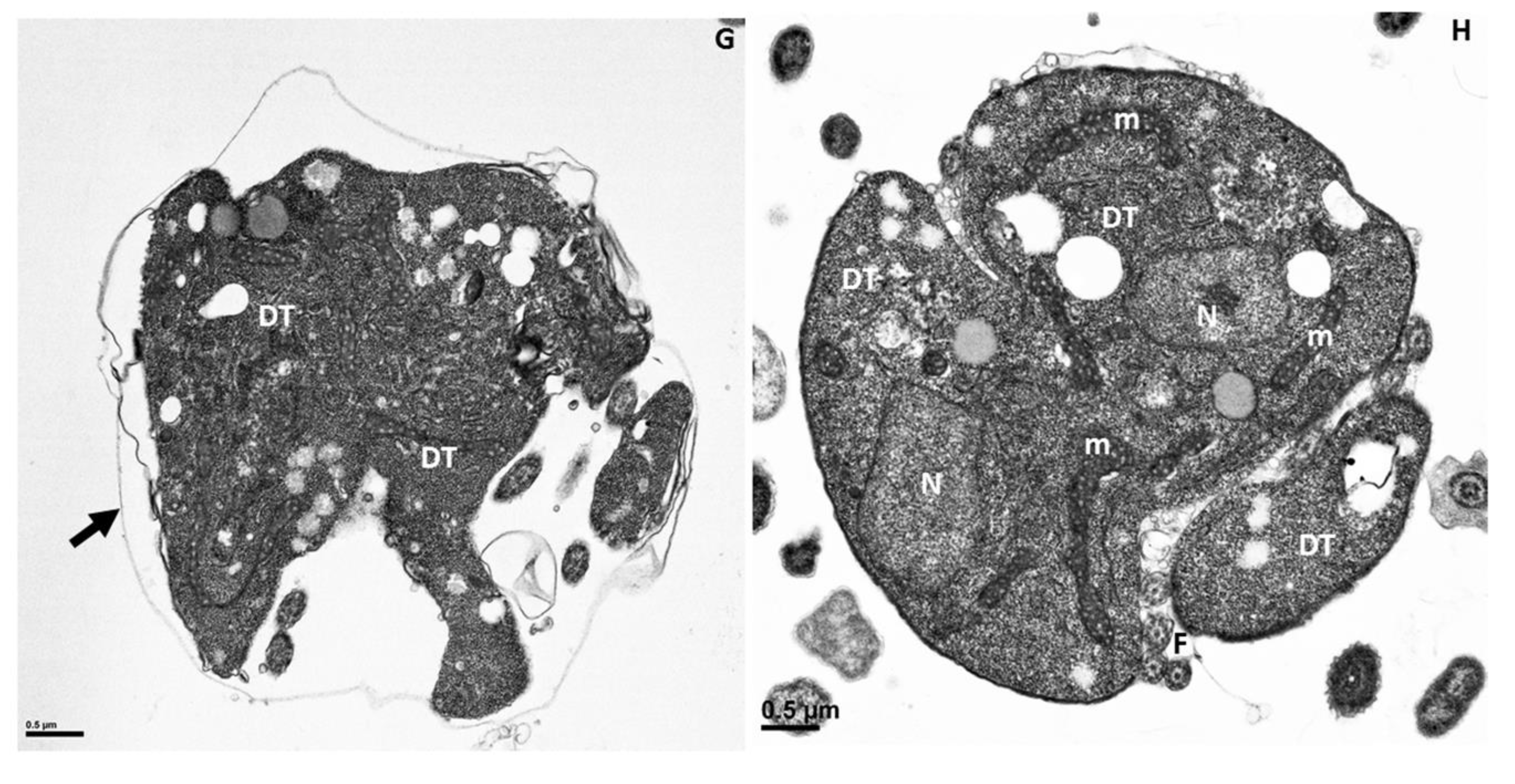 Pathogens 11 00455 g011c