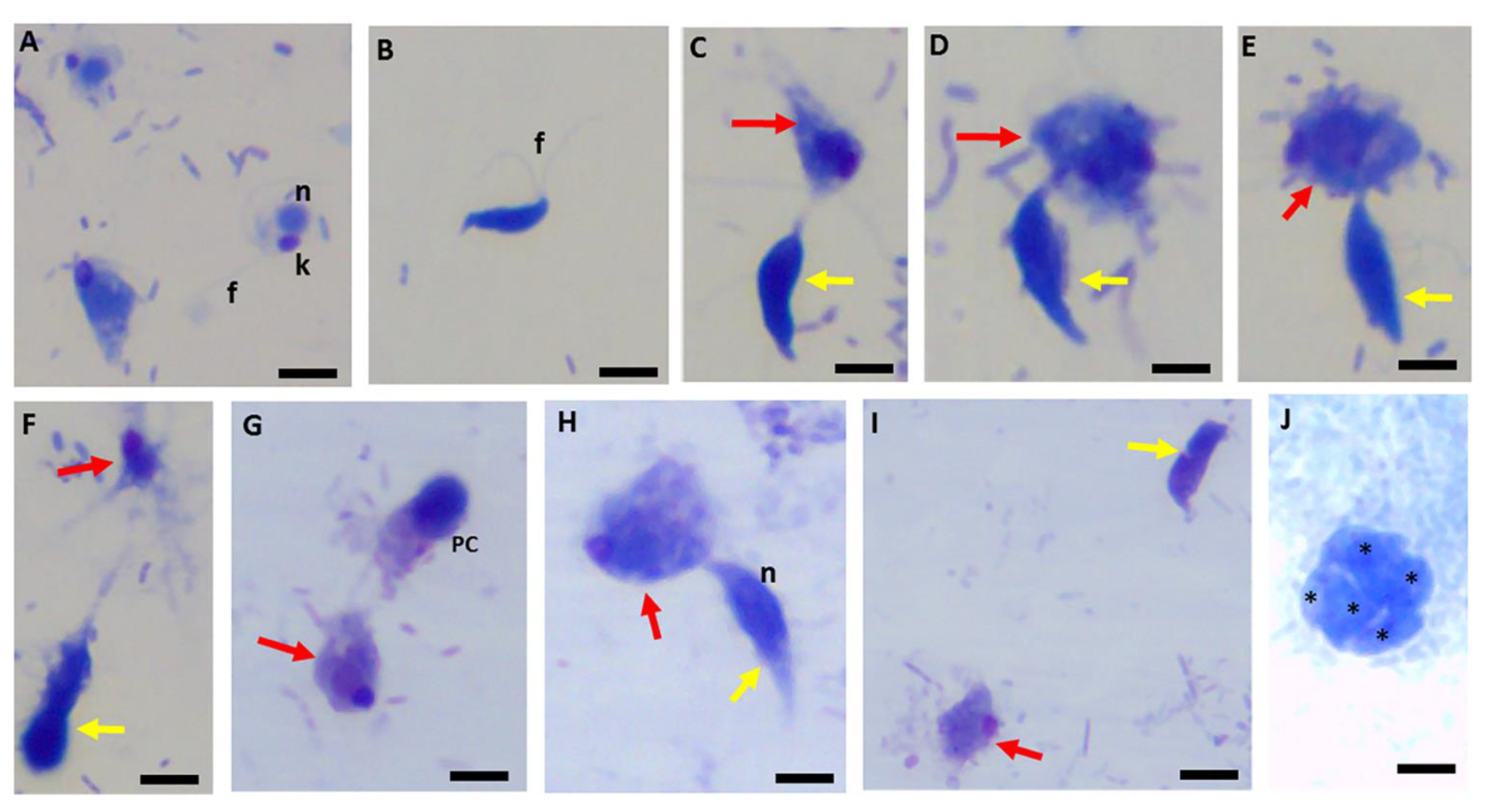 Pathogens 11 00455 g017