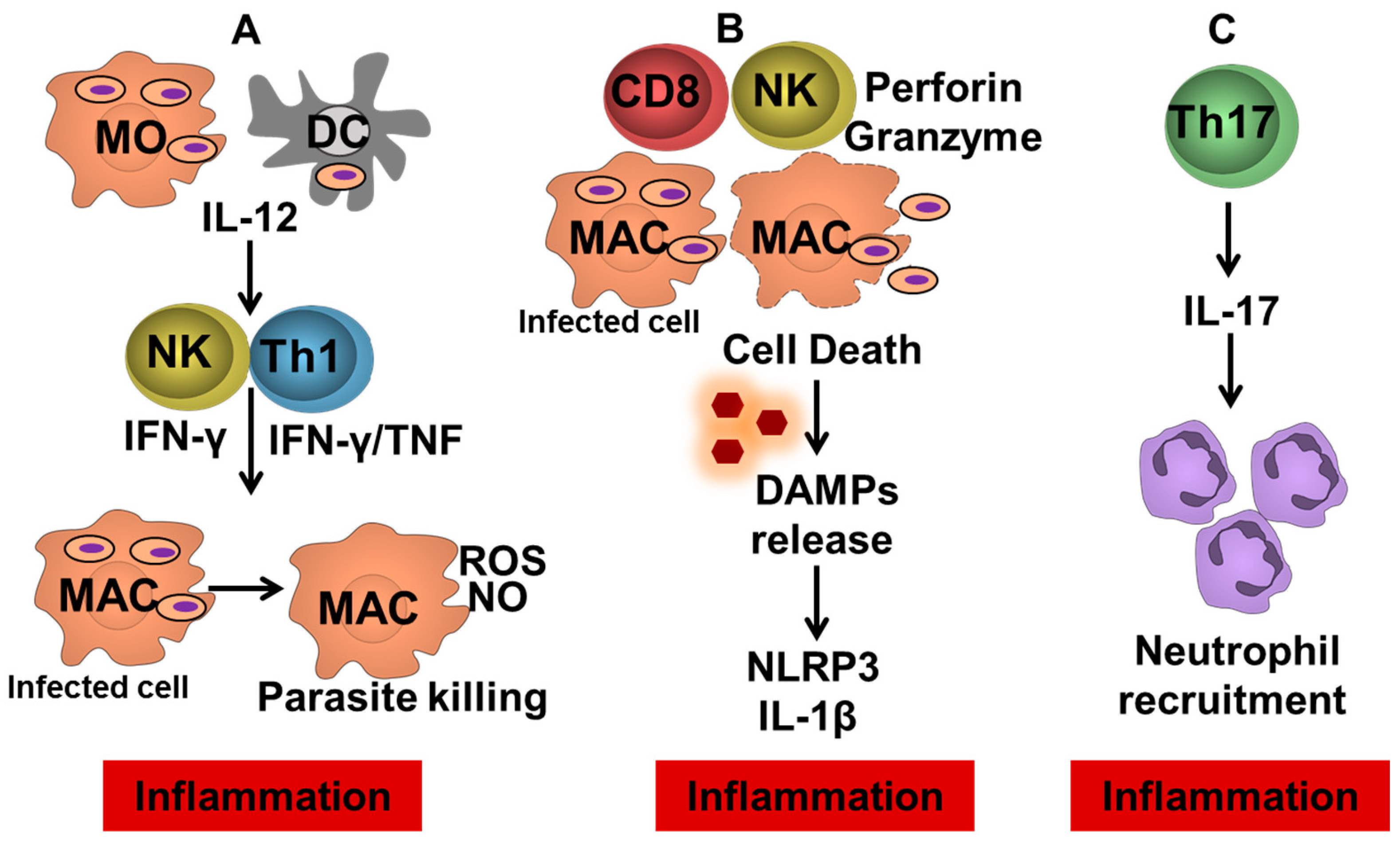 Pathogens 11 00466 g002