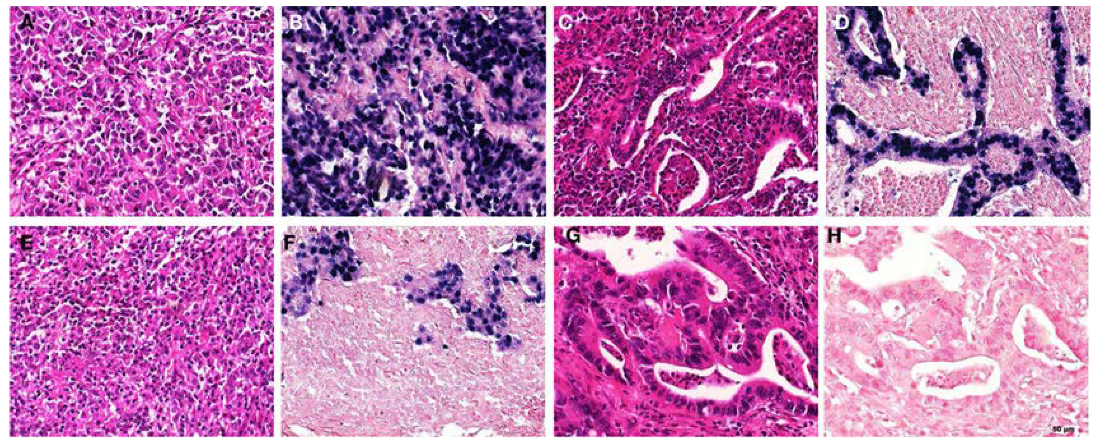 Pathogens 11 00476 g002 Pathogens 11 00476 g002