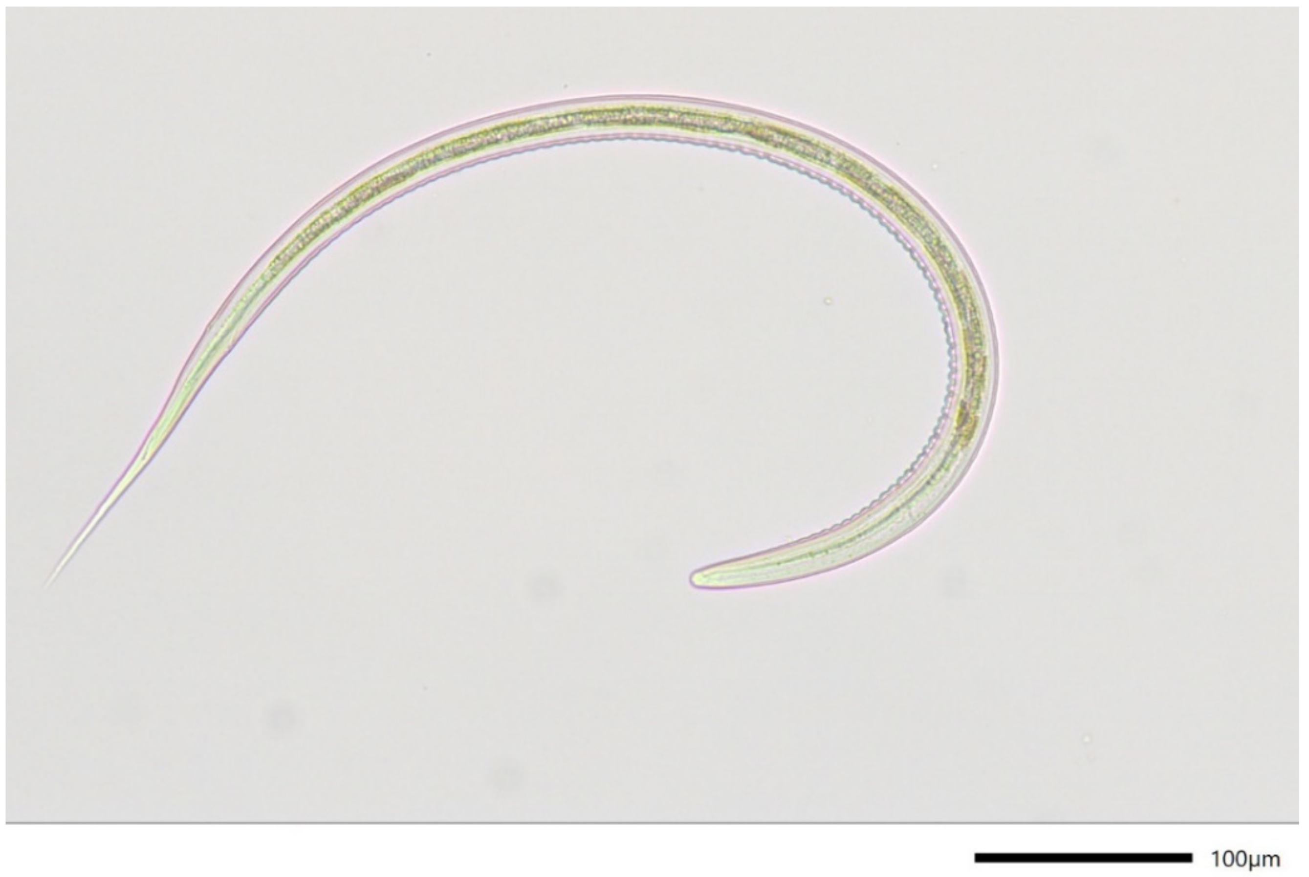 Pathogens 11 00498 g002 550