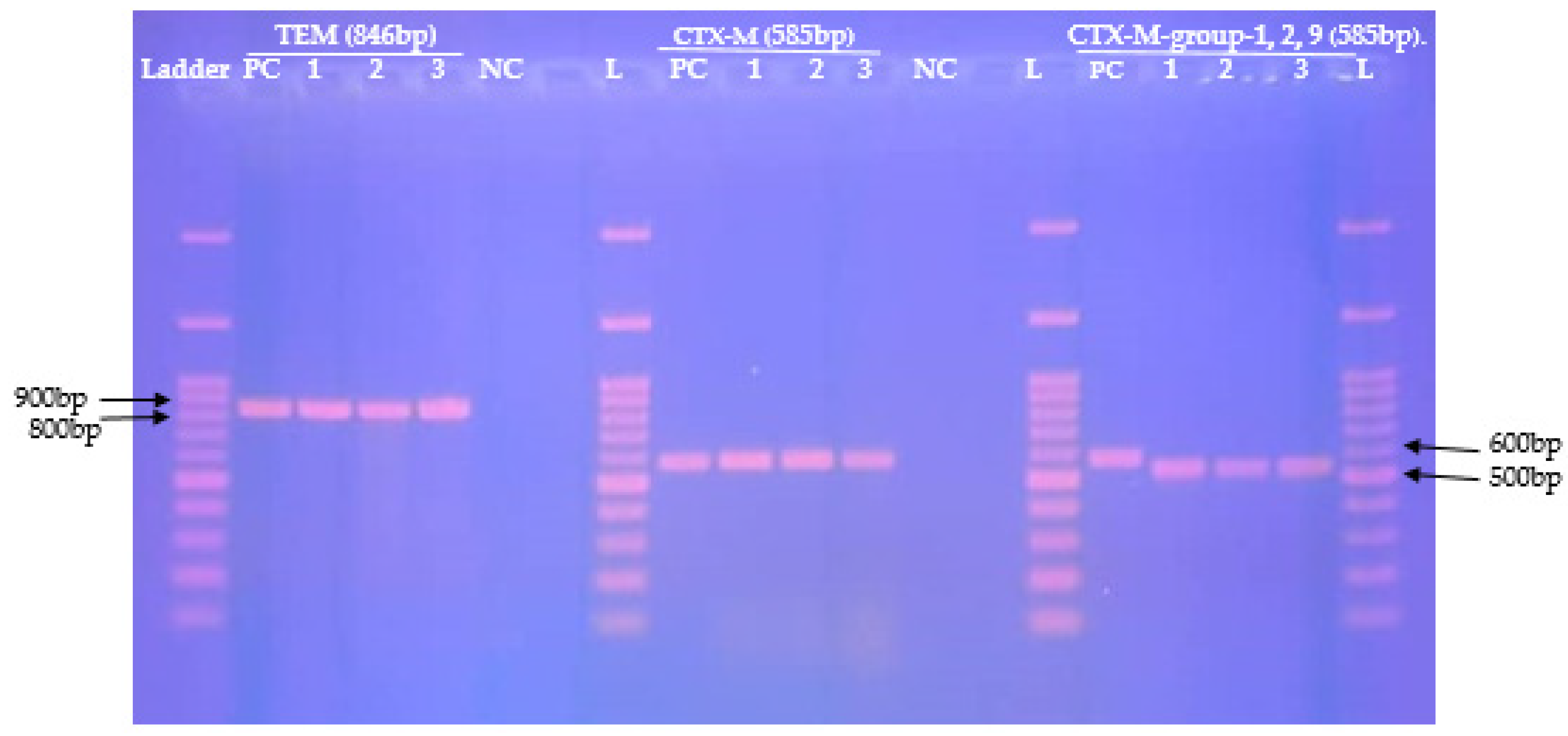 Pathogens 11 00504 g002