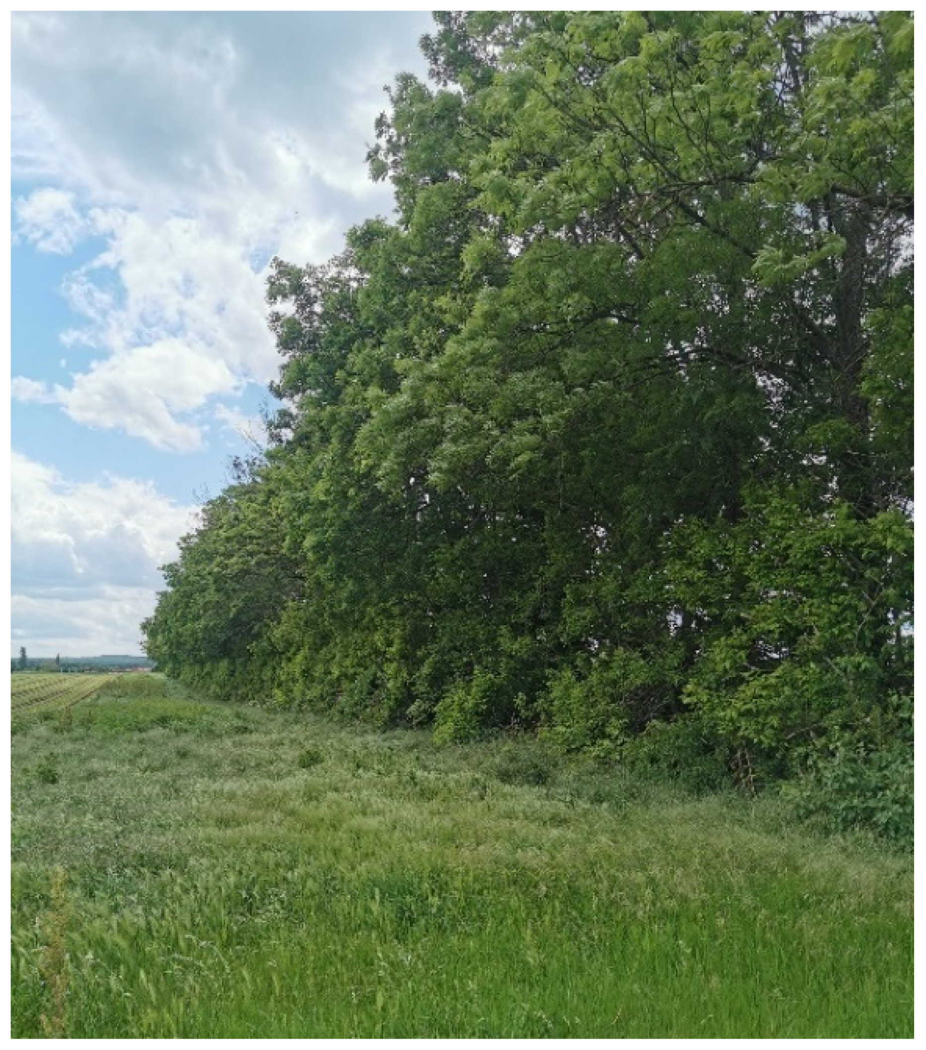 Pathogens 11 00506 g004