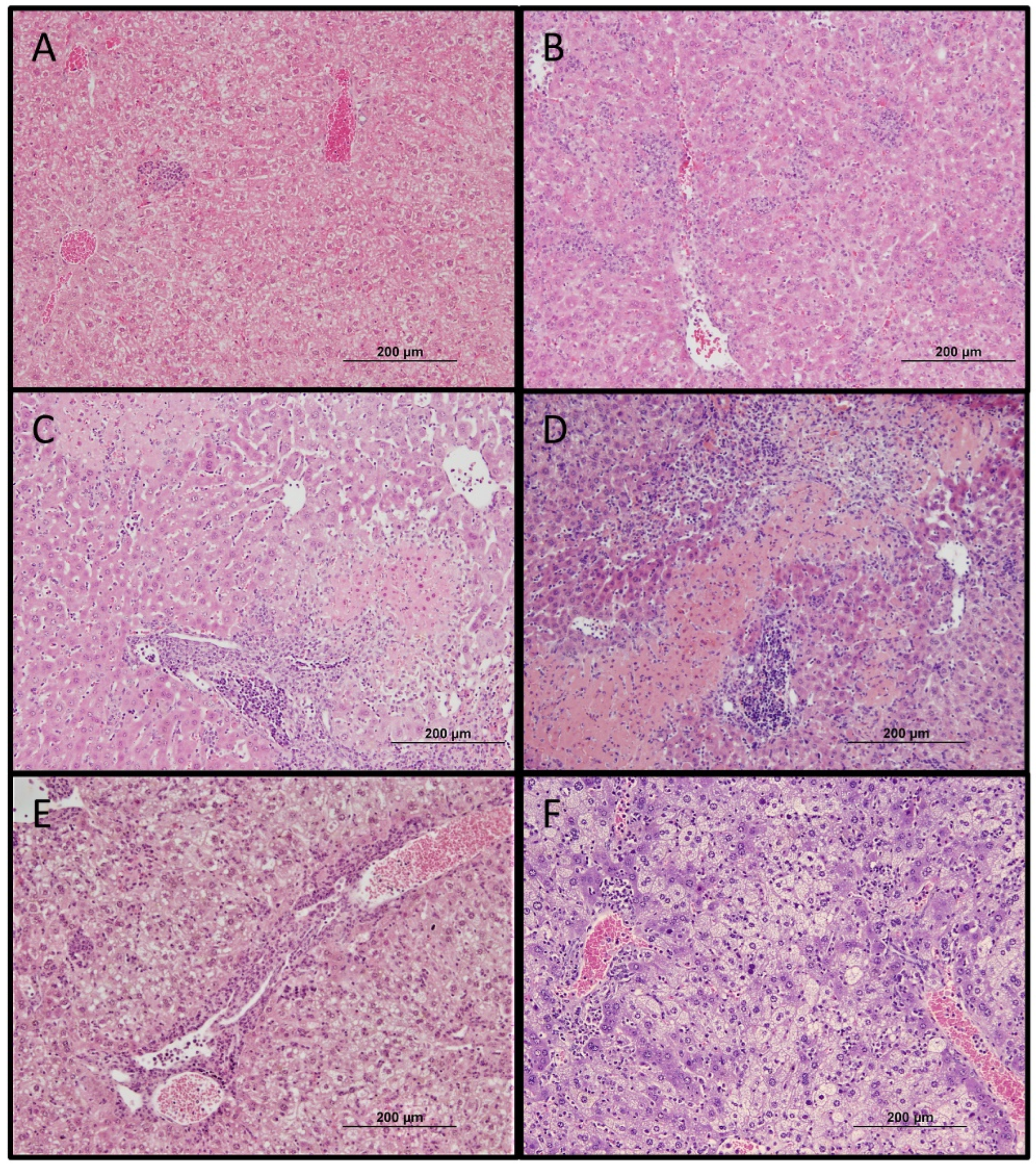 Pathogens 11 00512 g007 550