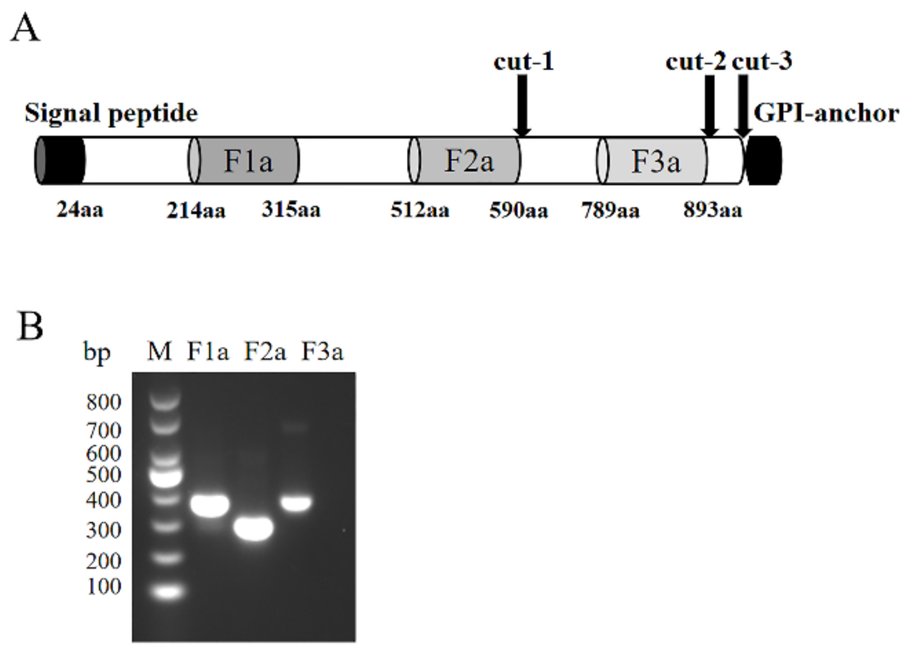Pathogens 11 00550 g001 550