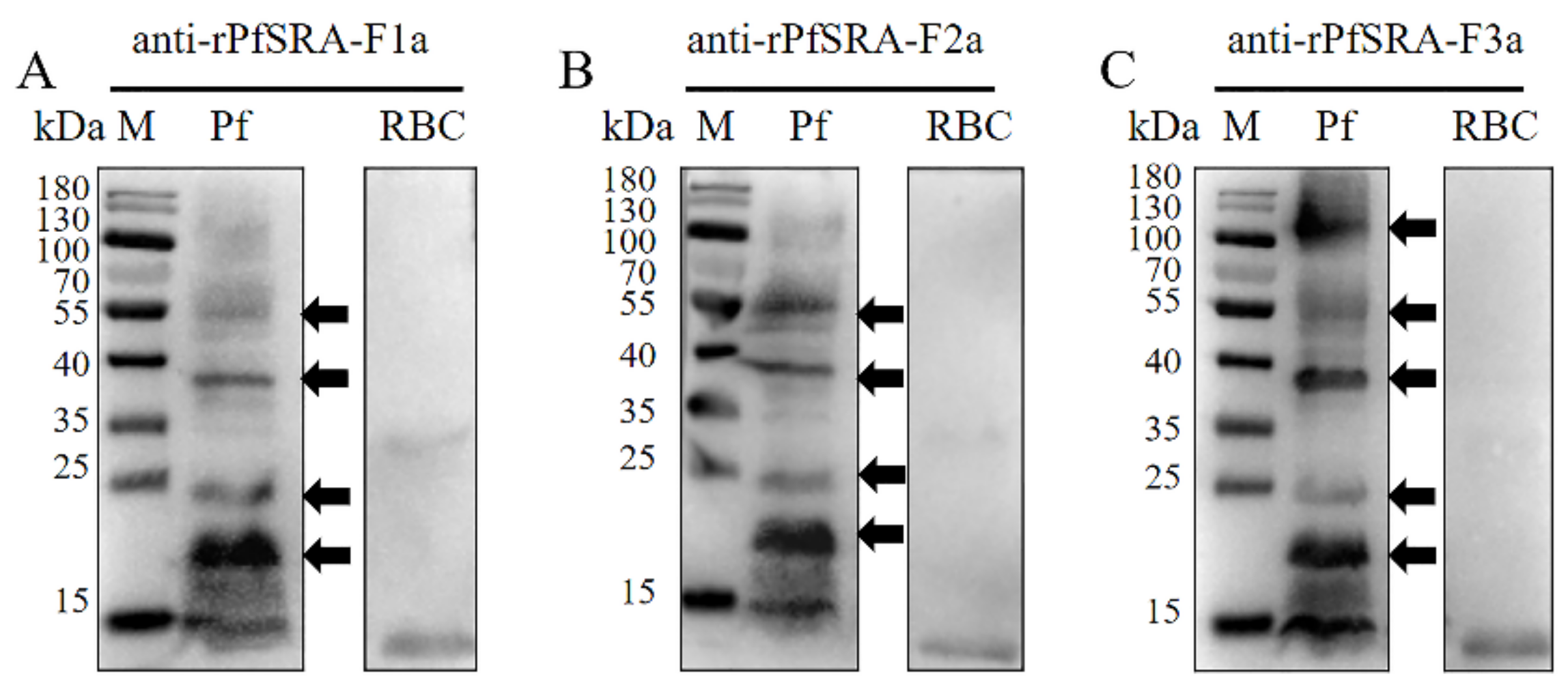 Pathogens 11 00550 g003 550