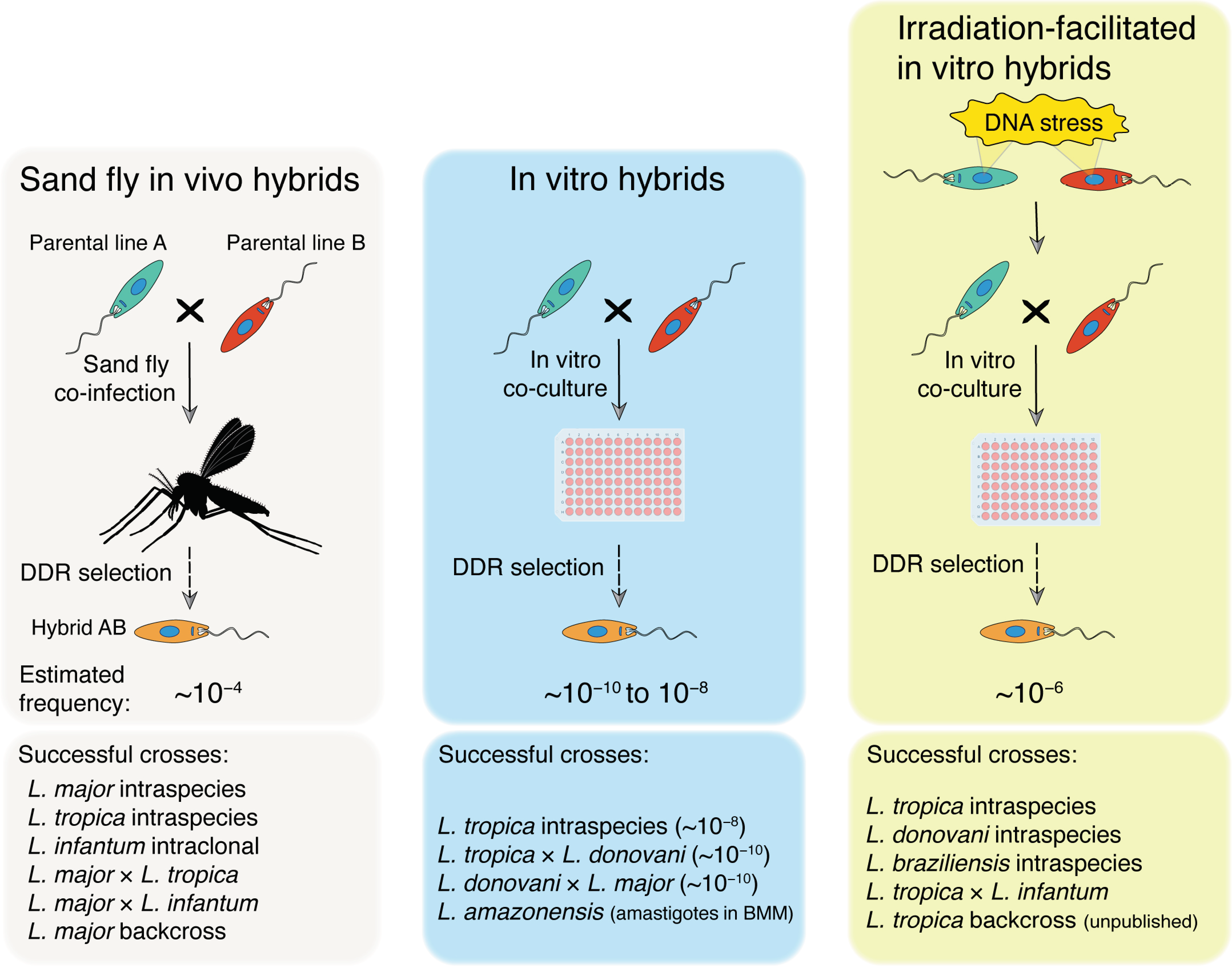 Pathogens 11 00580 g001 550