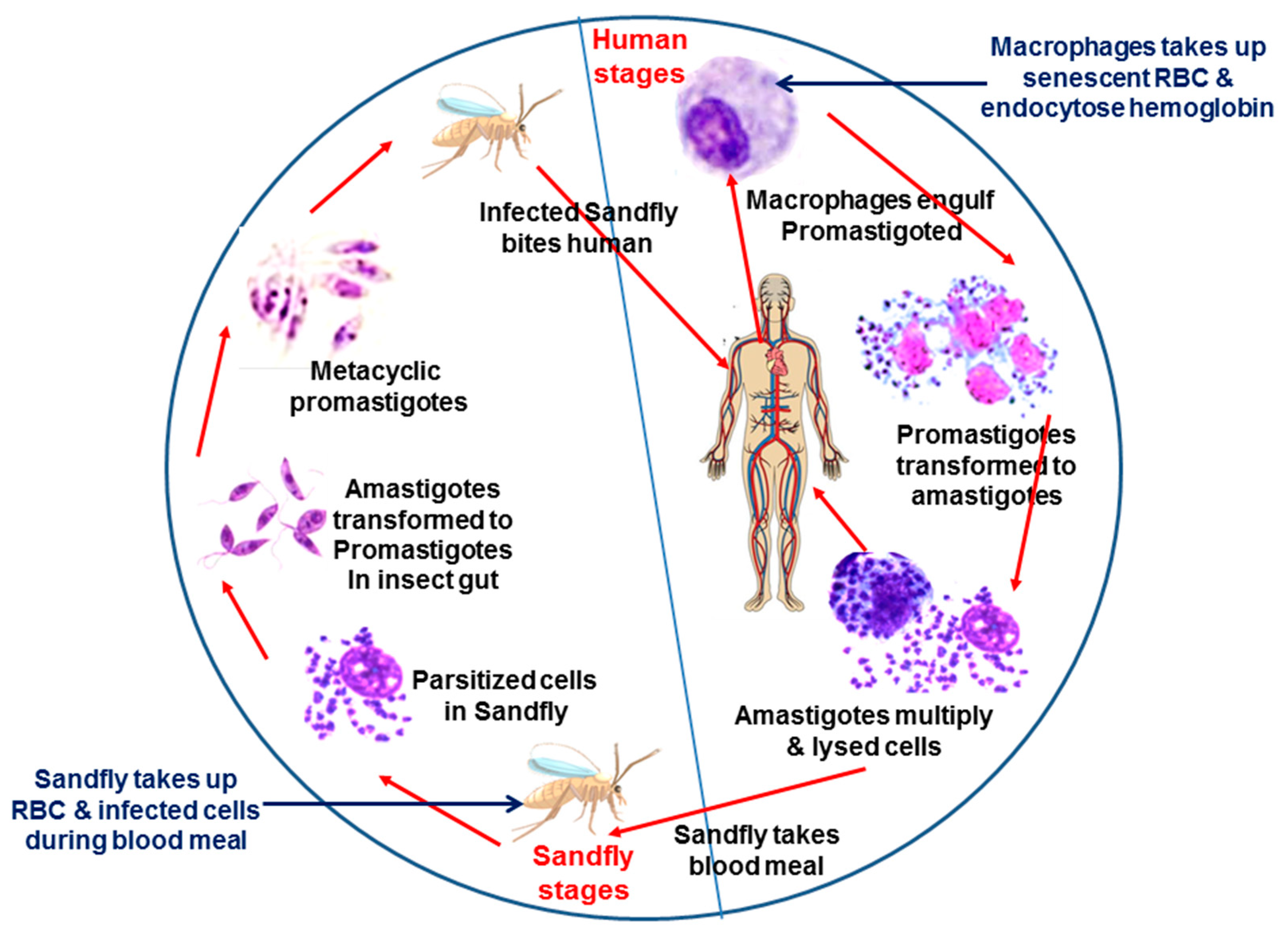 Pathogens 11 00585 g001