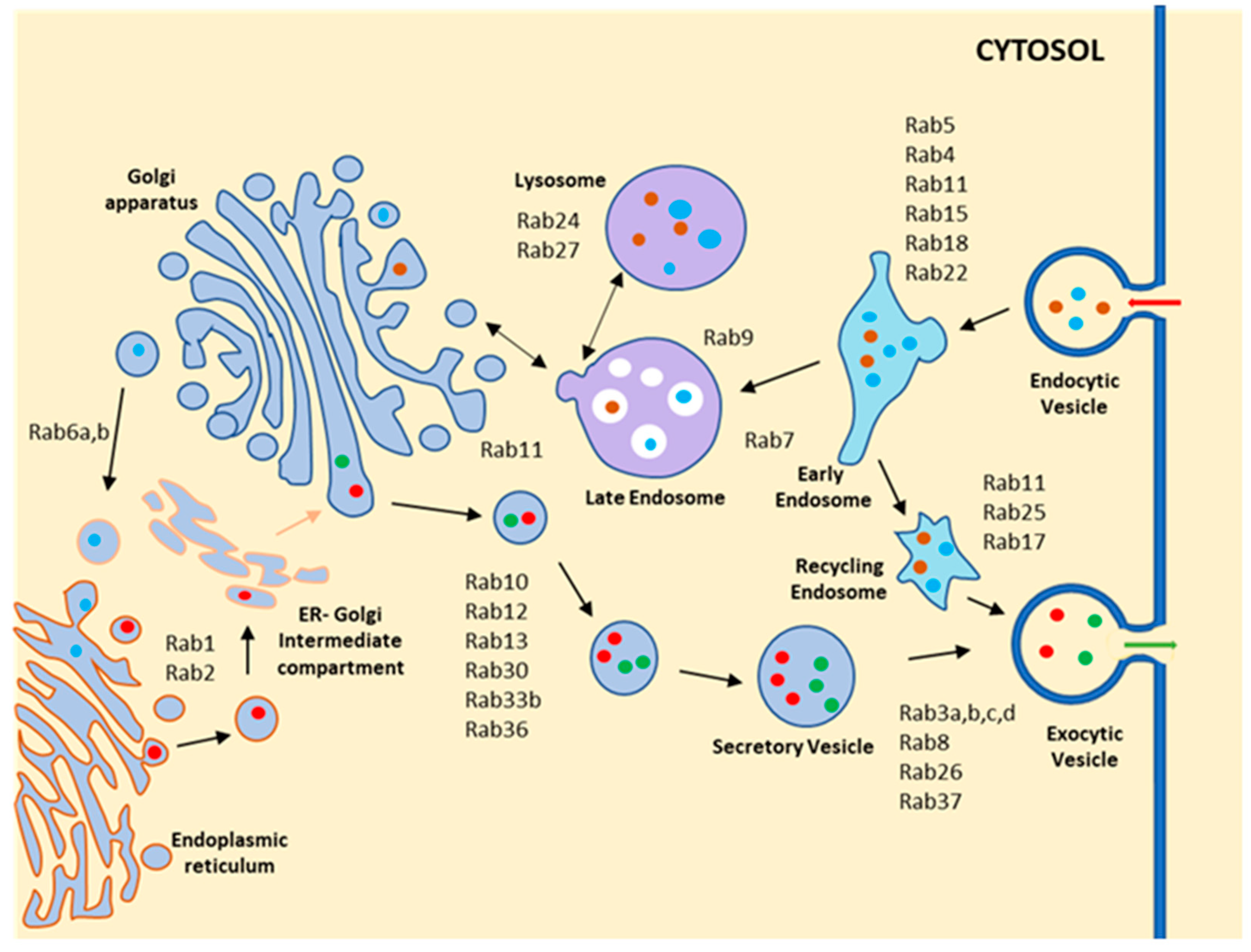 Pathogens 11 00585 g002
