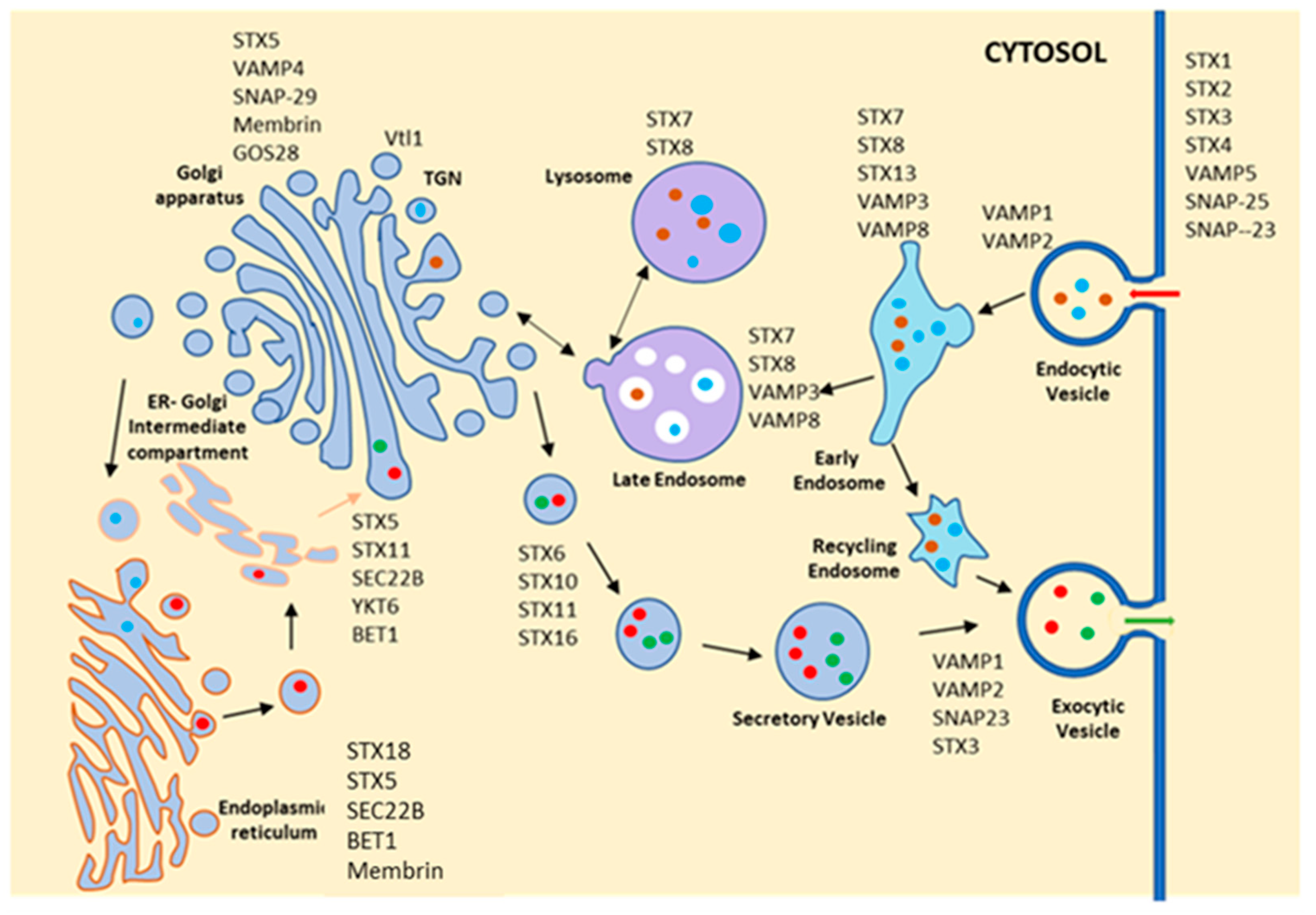 Pathogens 11 00585 g003