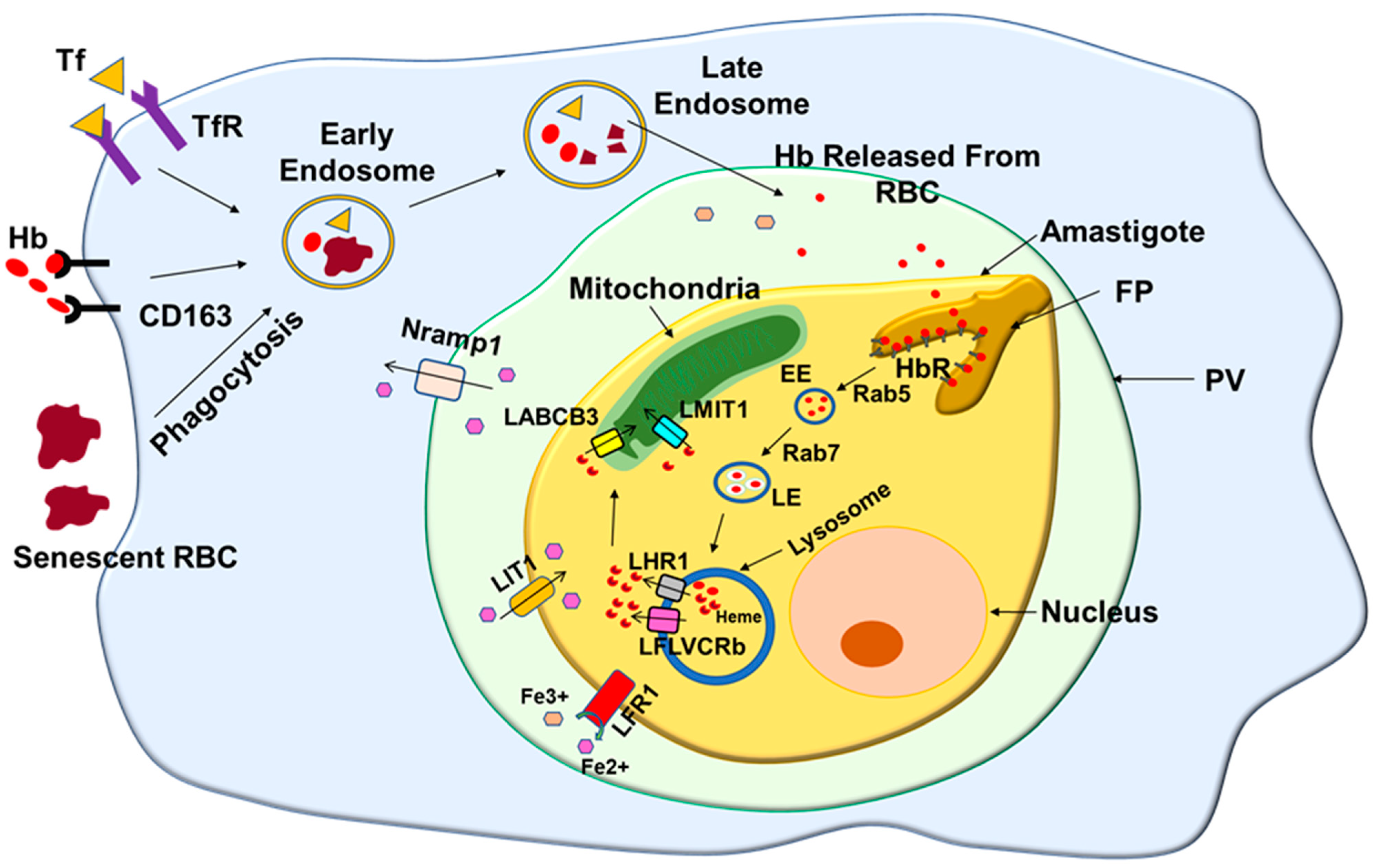 Pathogens 11 00585 g005
