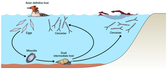 New Insights on Acute and Chronic Schistosomiasis: Do We Need a