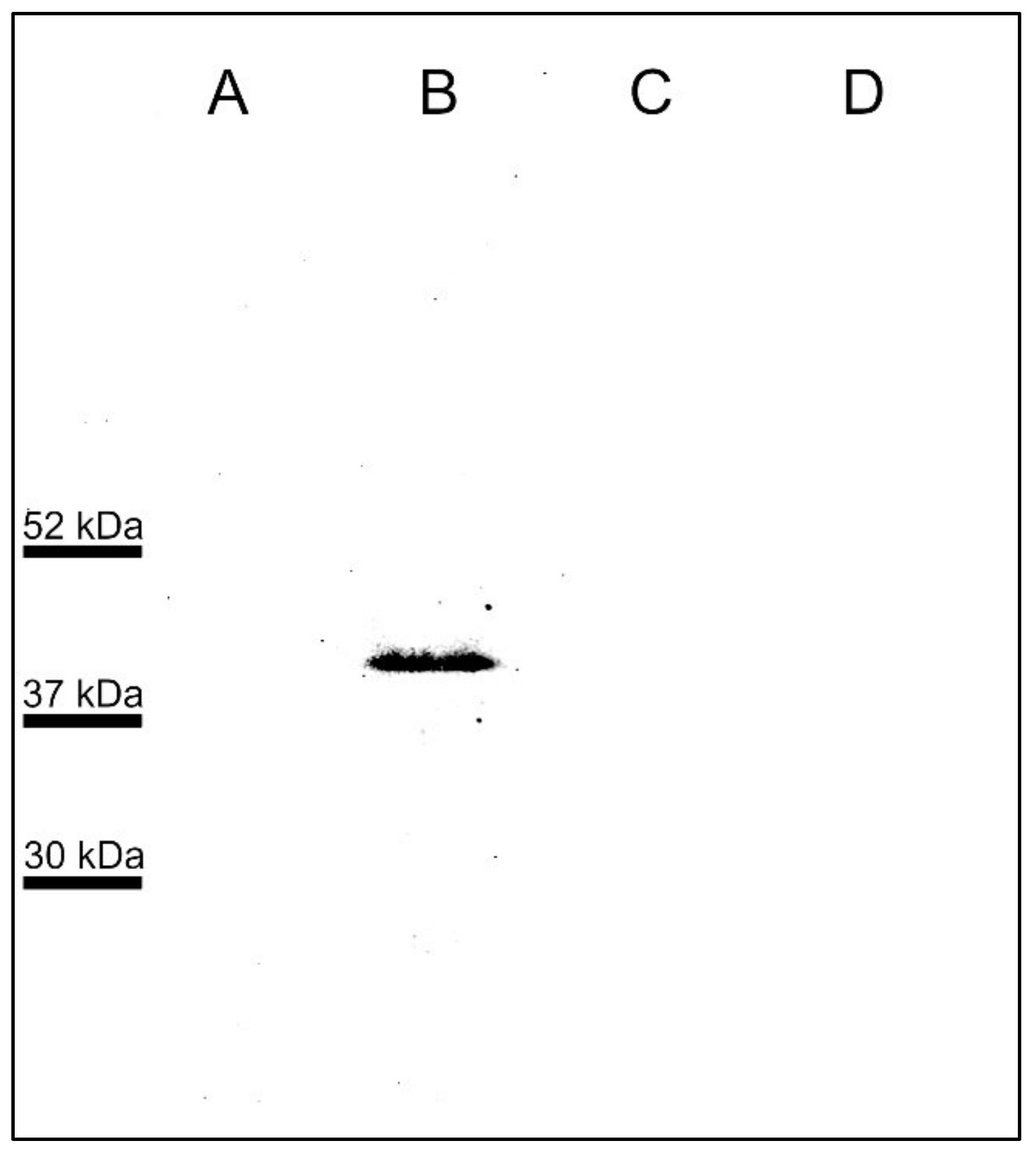 Pathogens 11 00591 g002 Pathogens 11 00591 g002