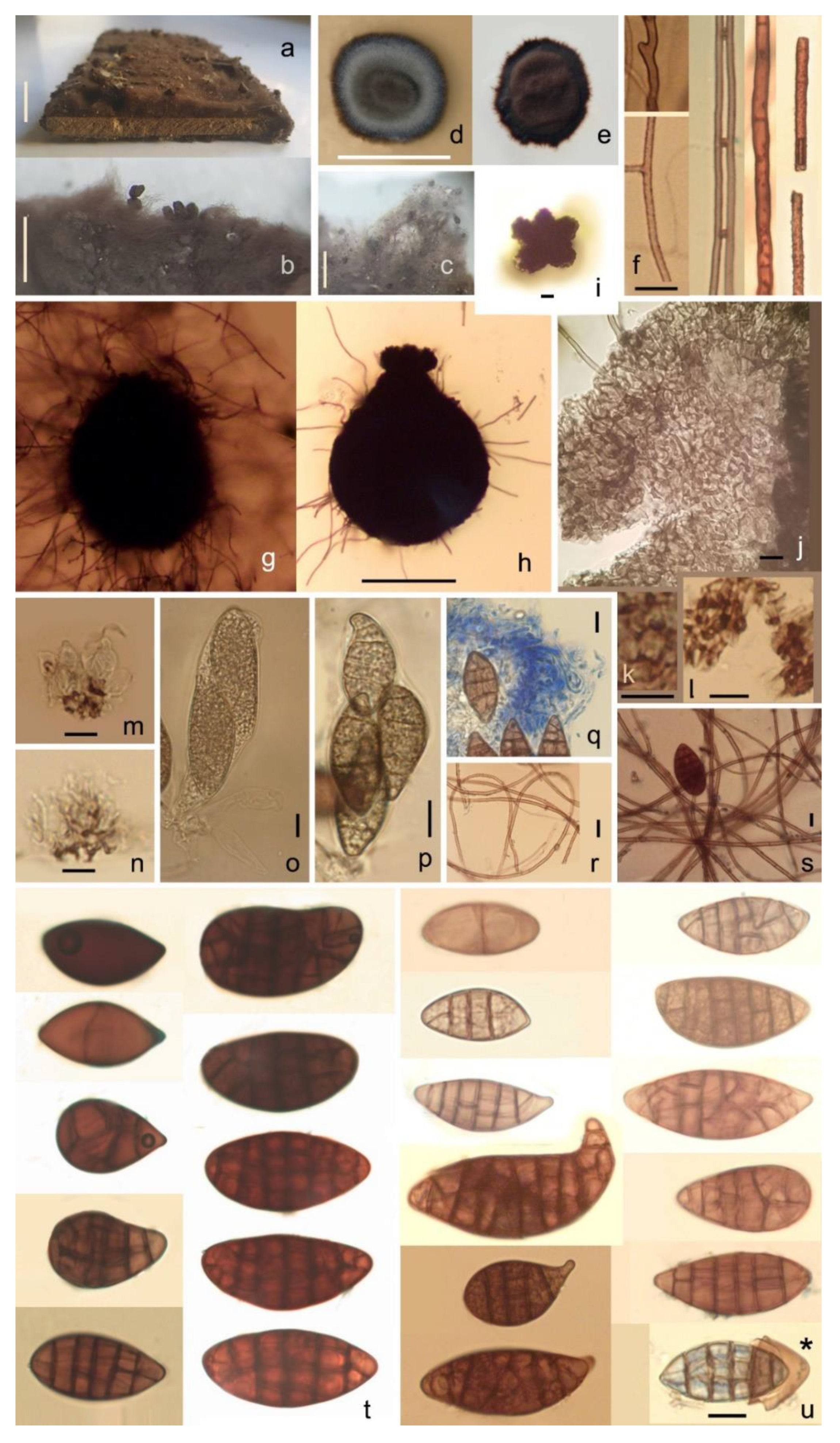Pathogens 11 00593 g002