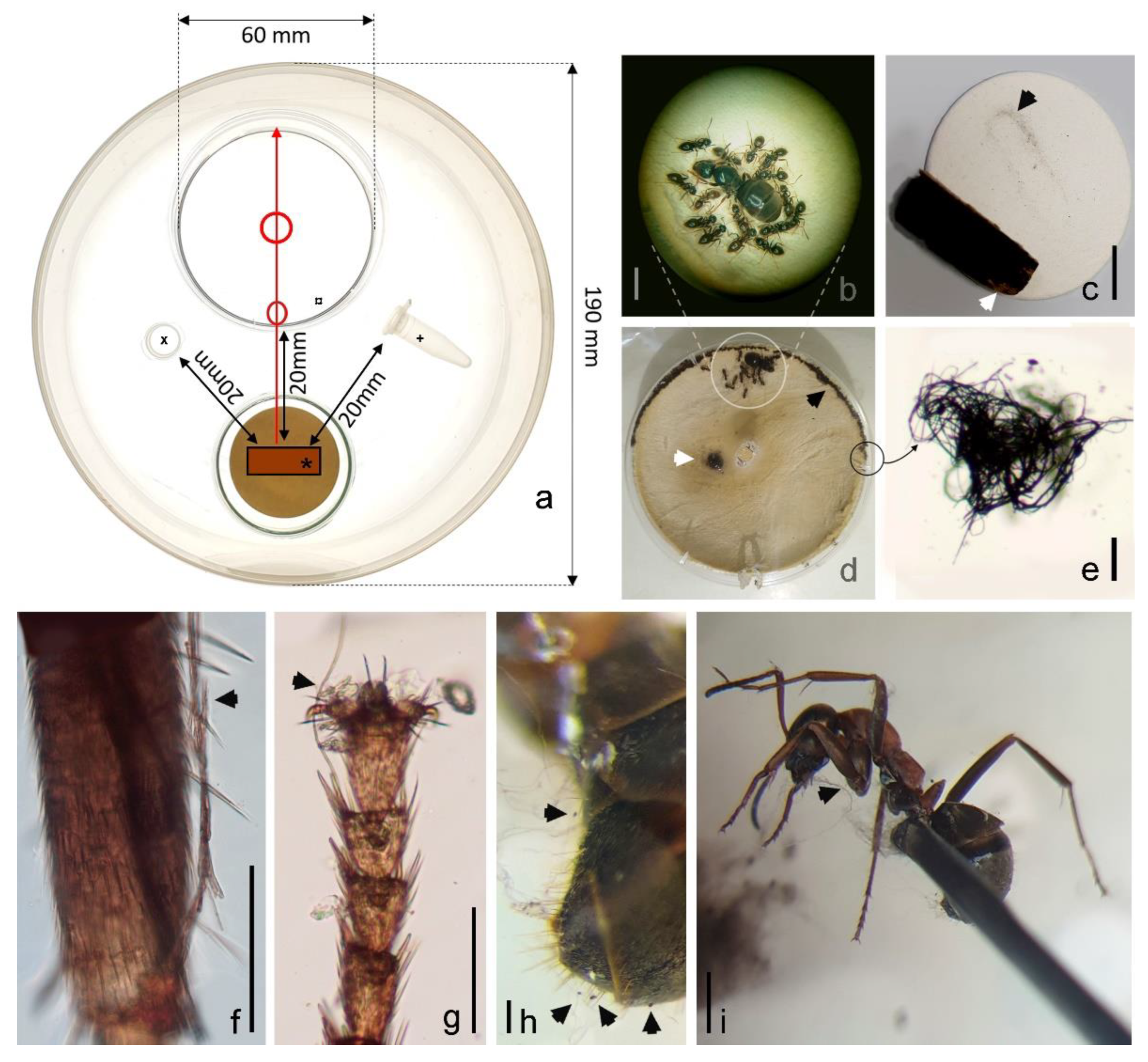 Pathogens 11 00593 g006