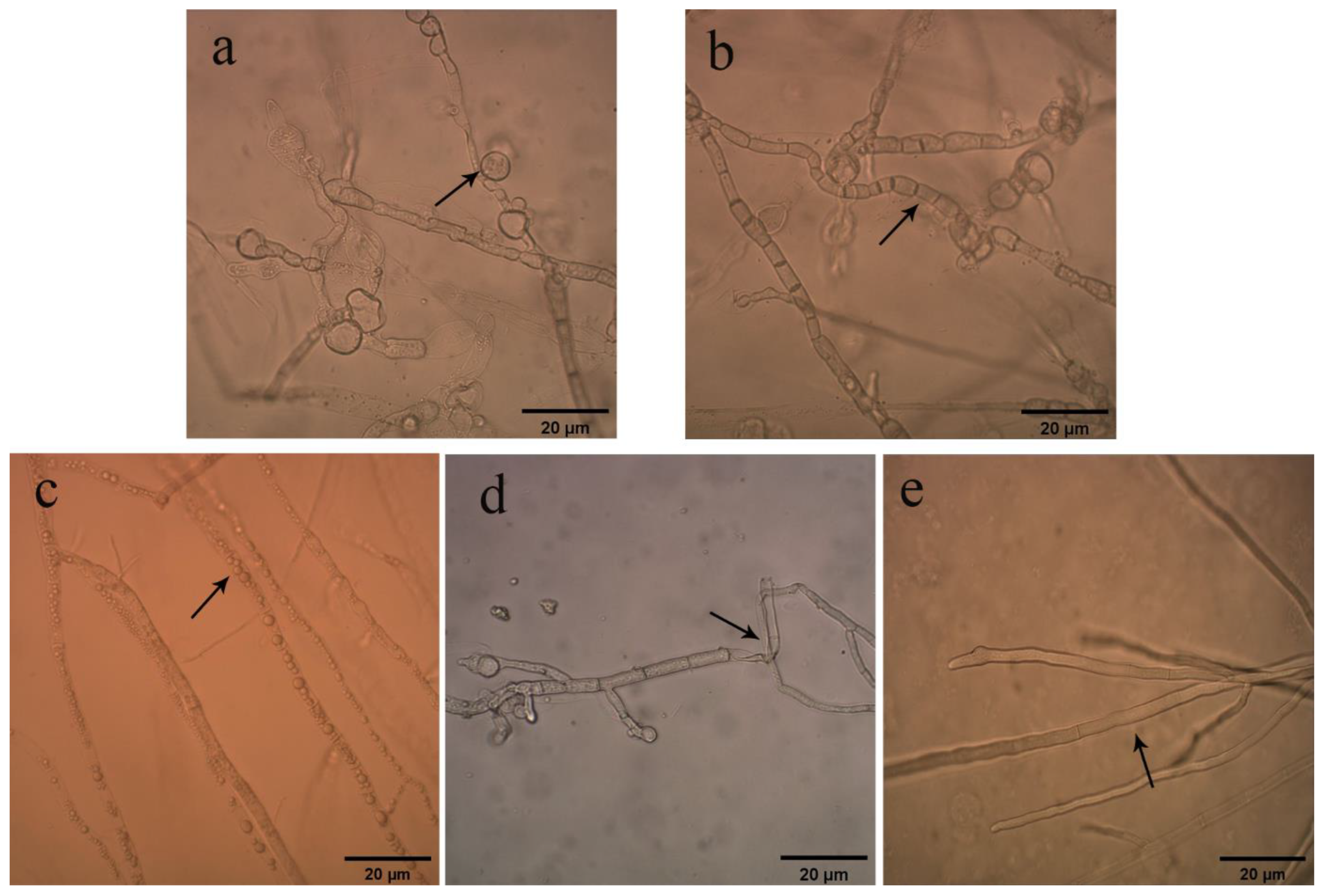 Pathogens 11 00595 g001 550
