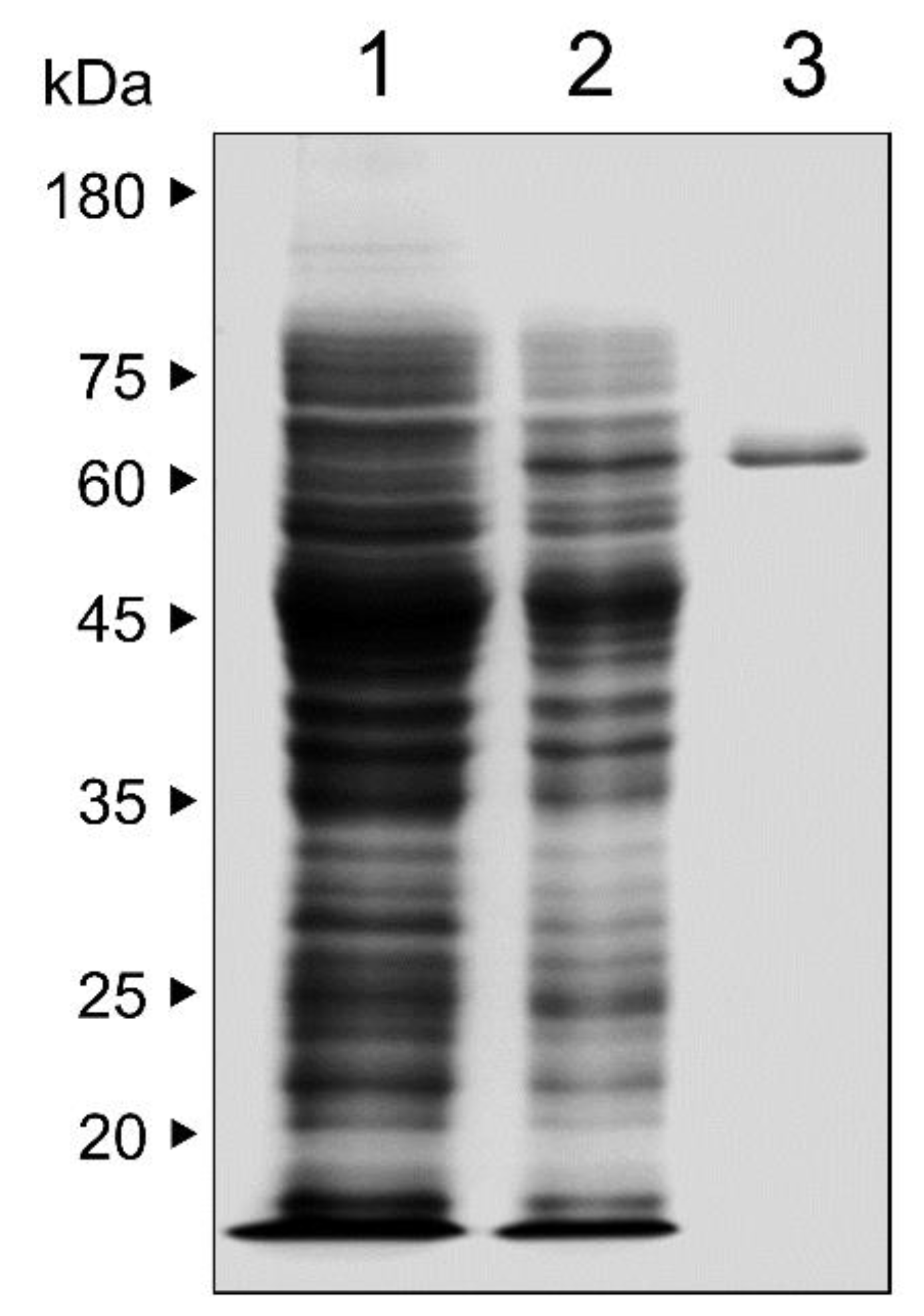 Pathogens 11 00605 g003 Pathogens 11 00605 g003