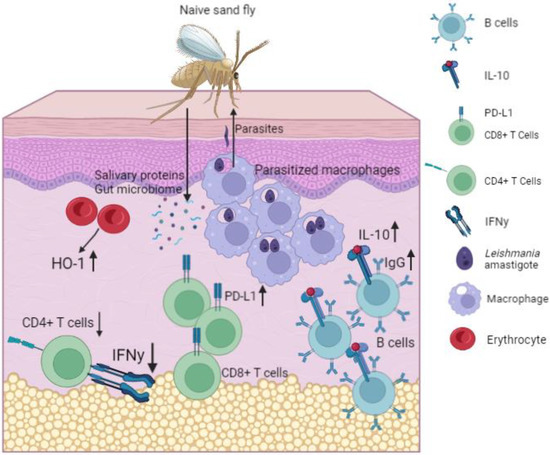 Parasitological transitions: selected outcomes from the XXXII