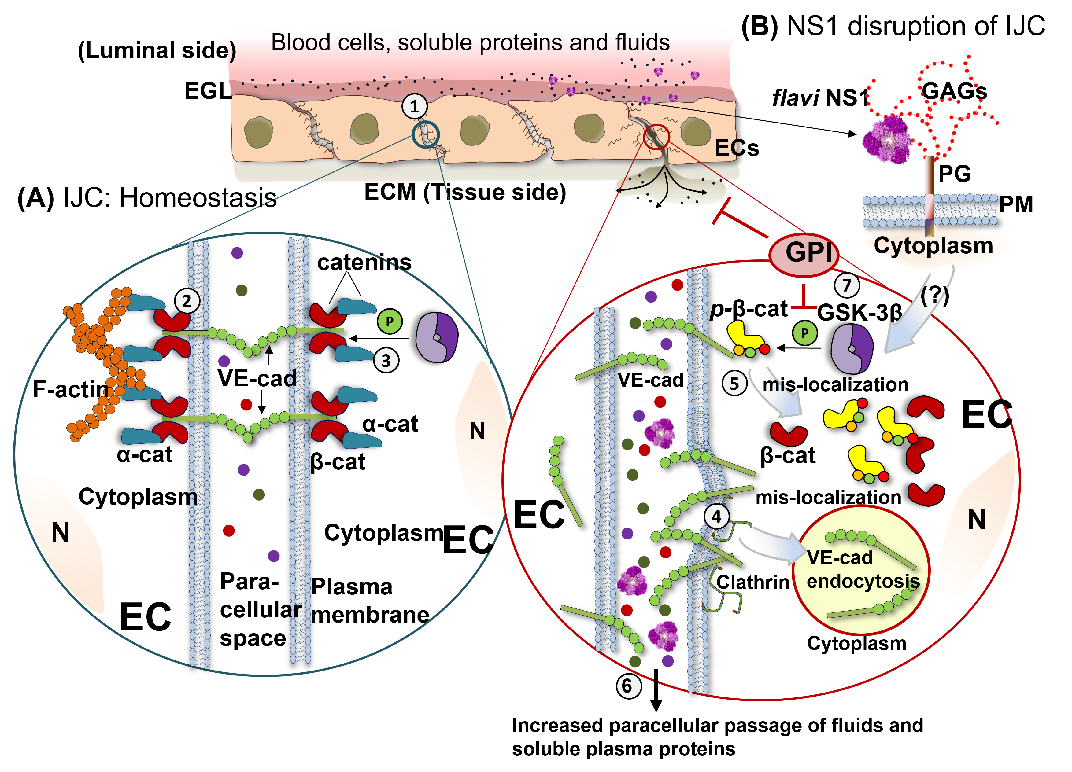Pathogens 11 00615 g005