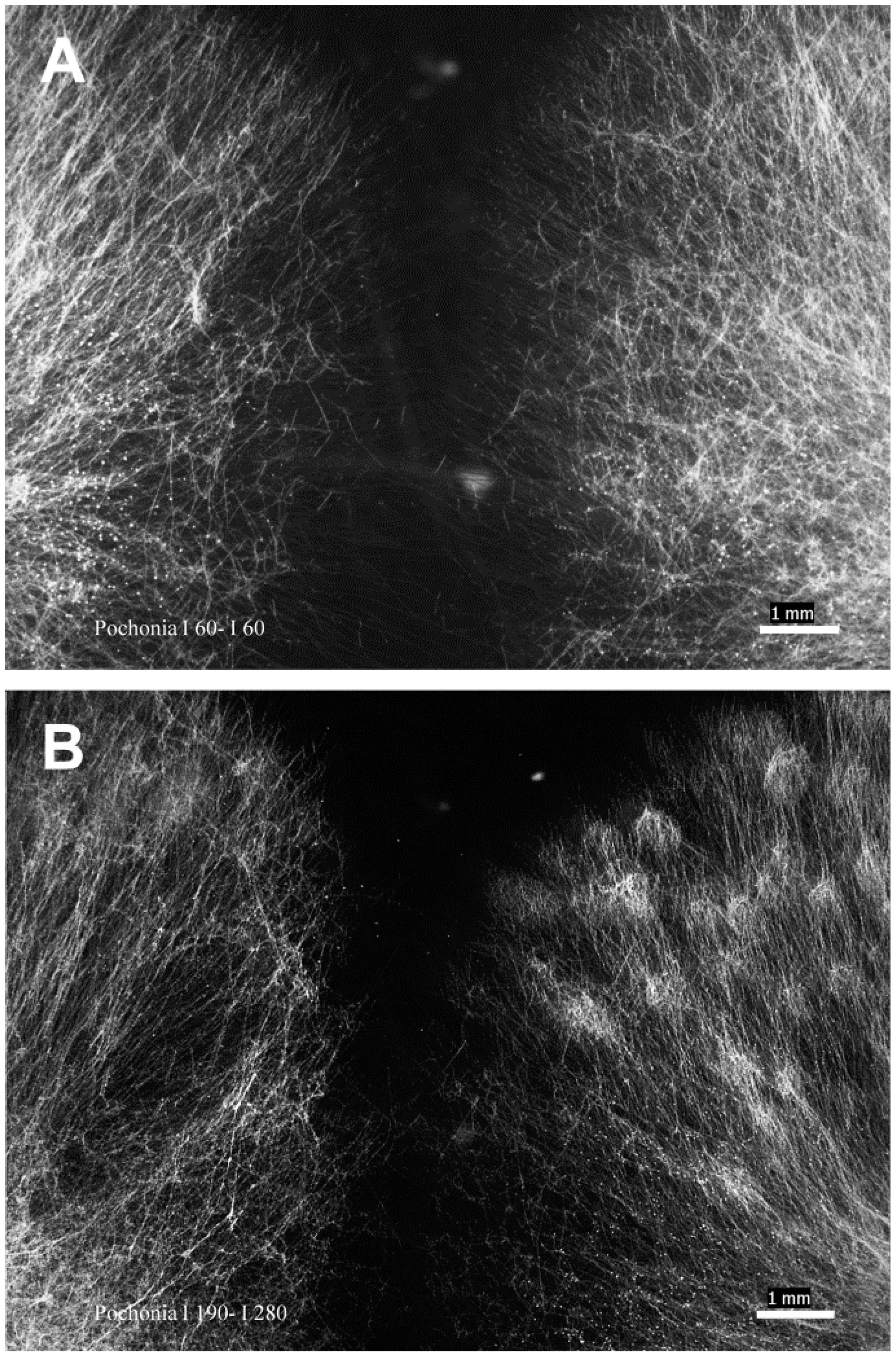 Pathogens 11 00619 g005