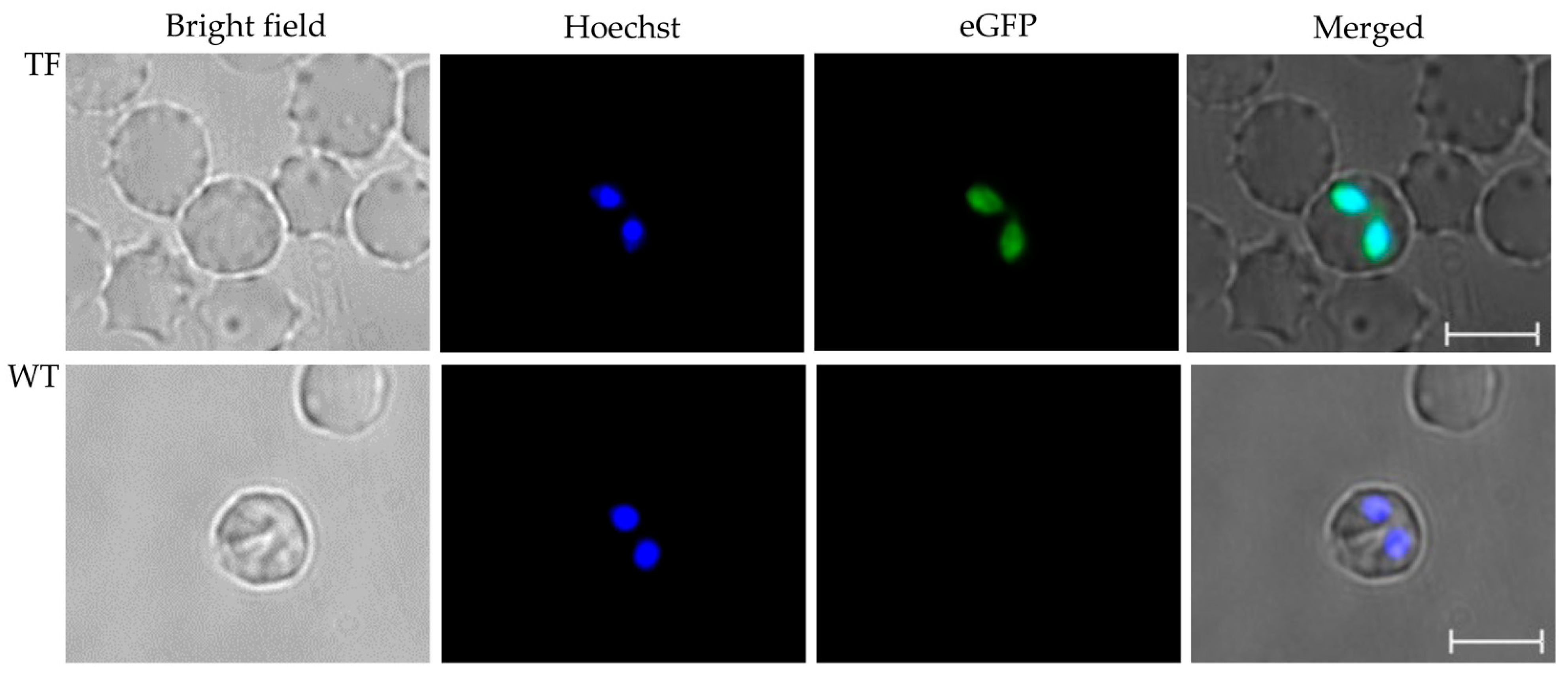 Pathogens 11 00623 g005 550