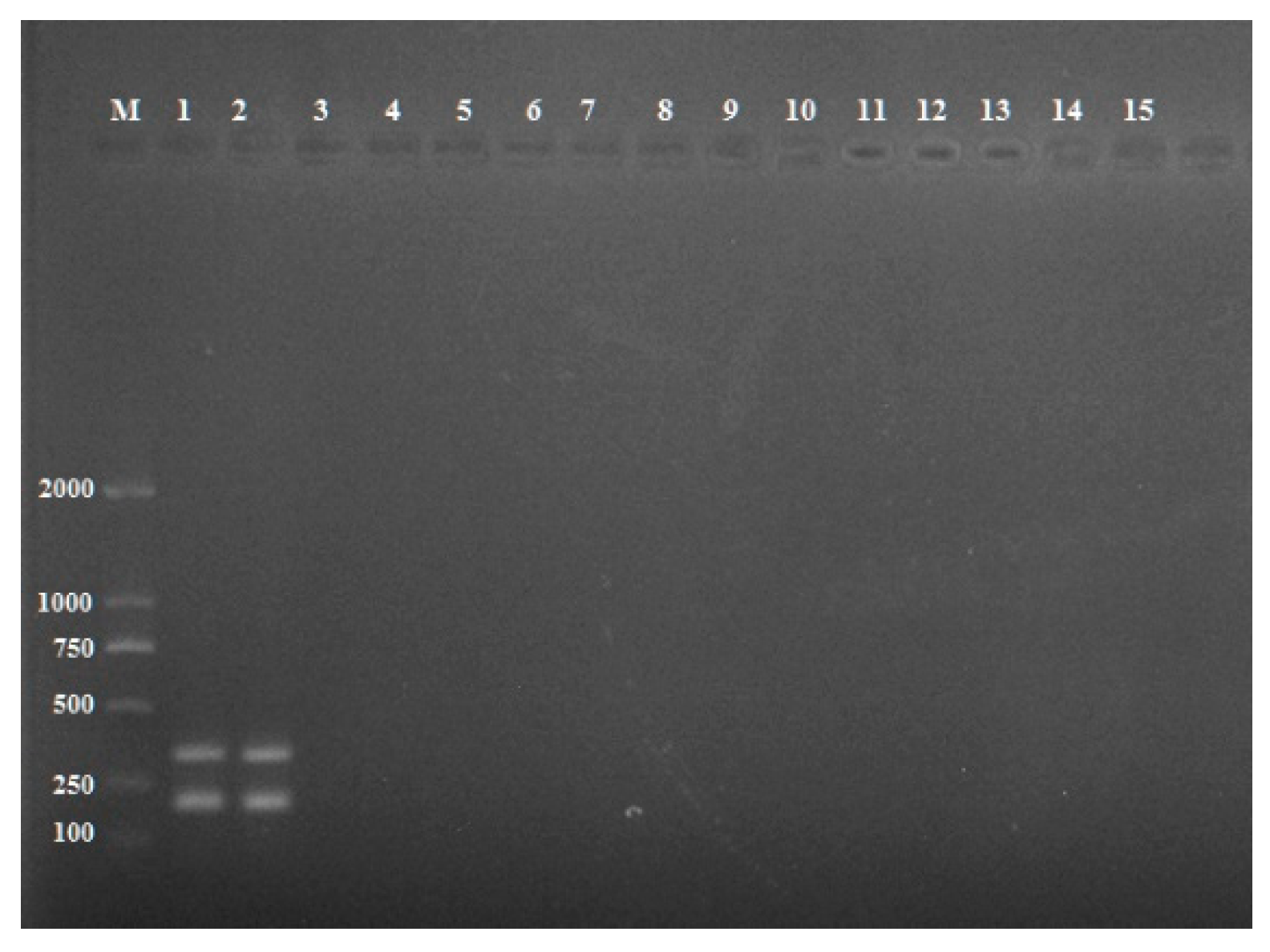 Pathogens 11 00627 g004