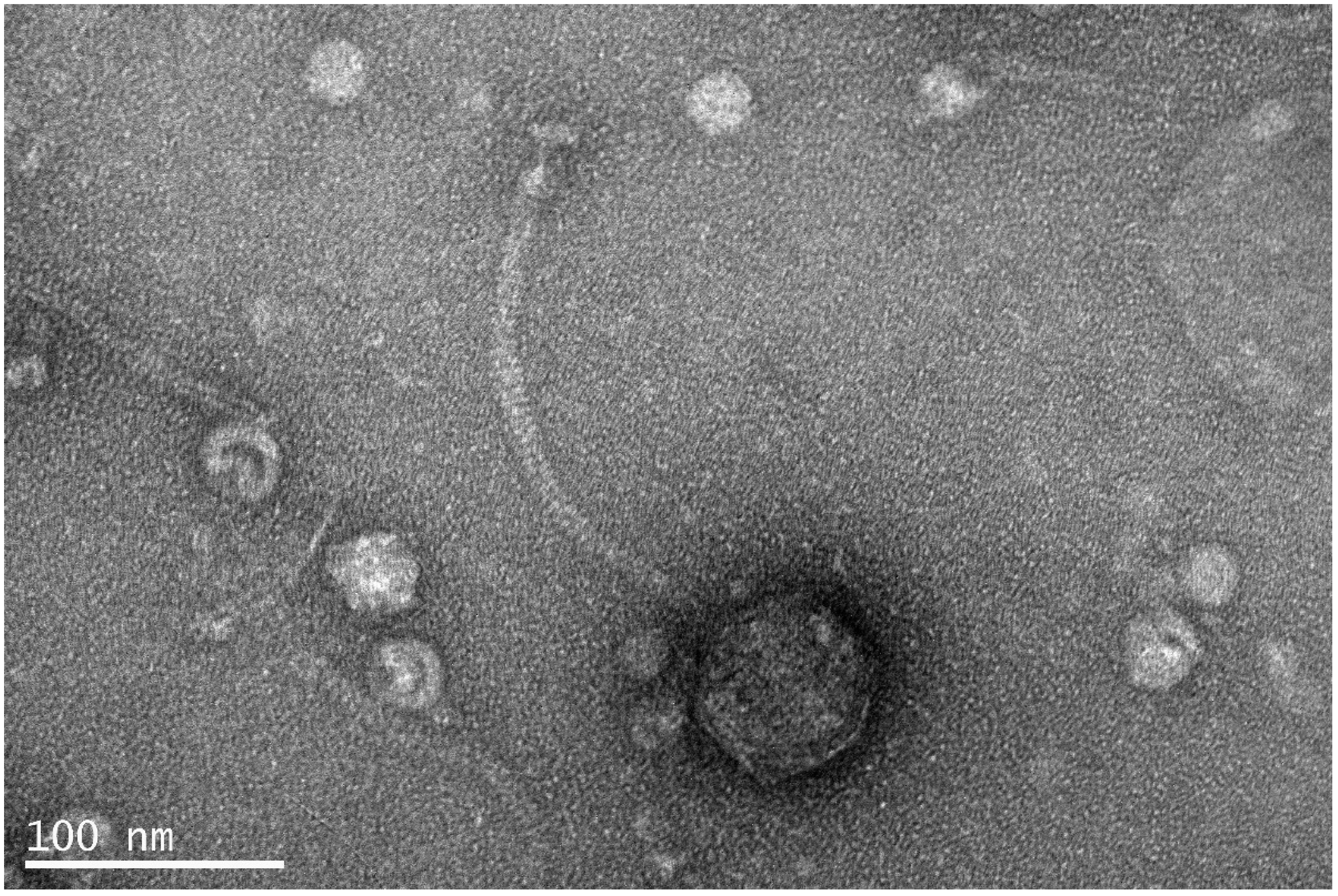 Pathogens 11 00630 g001 Pathogens 11 00630 g001
