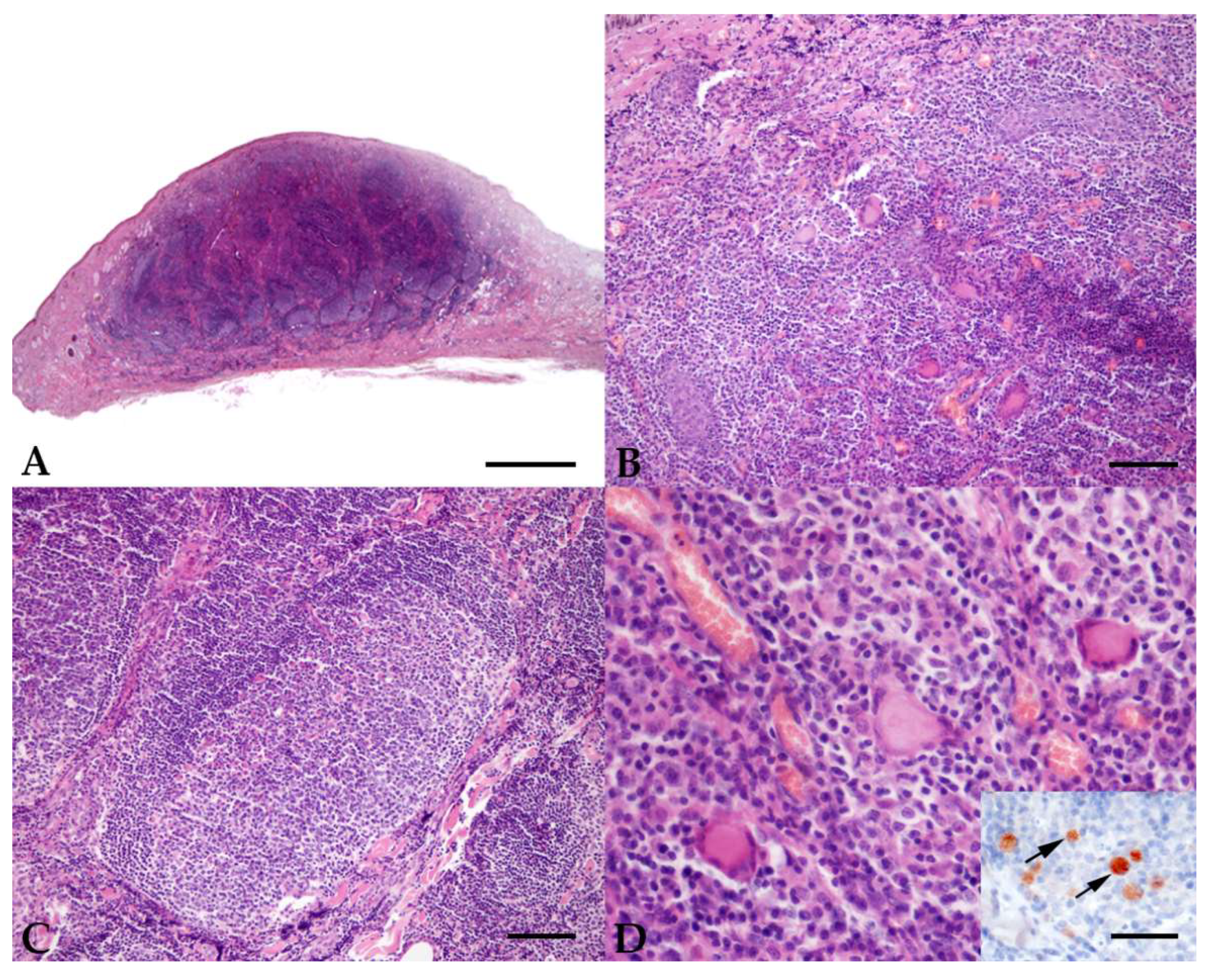 Pathogens 11 00634 g001 Pathogens 11 00634 g001