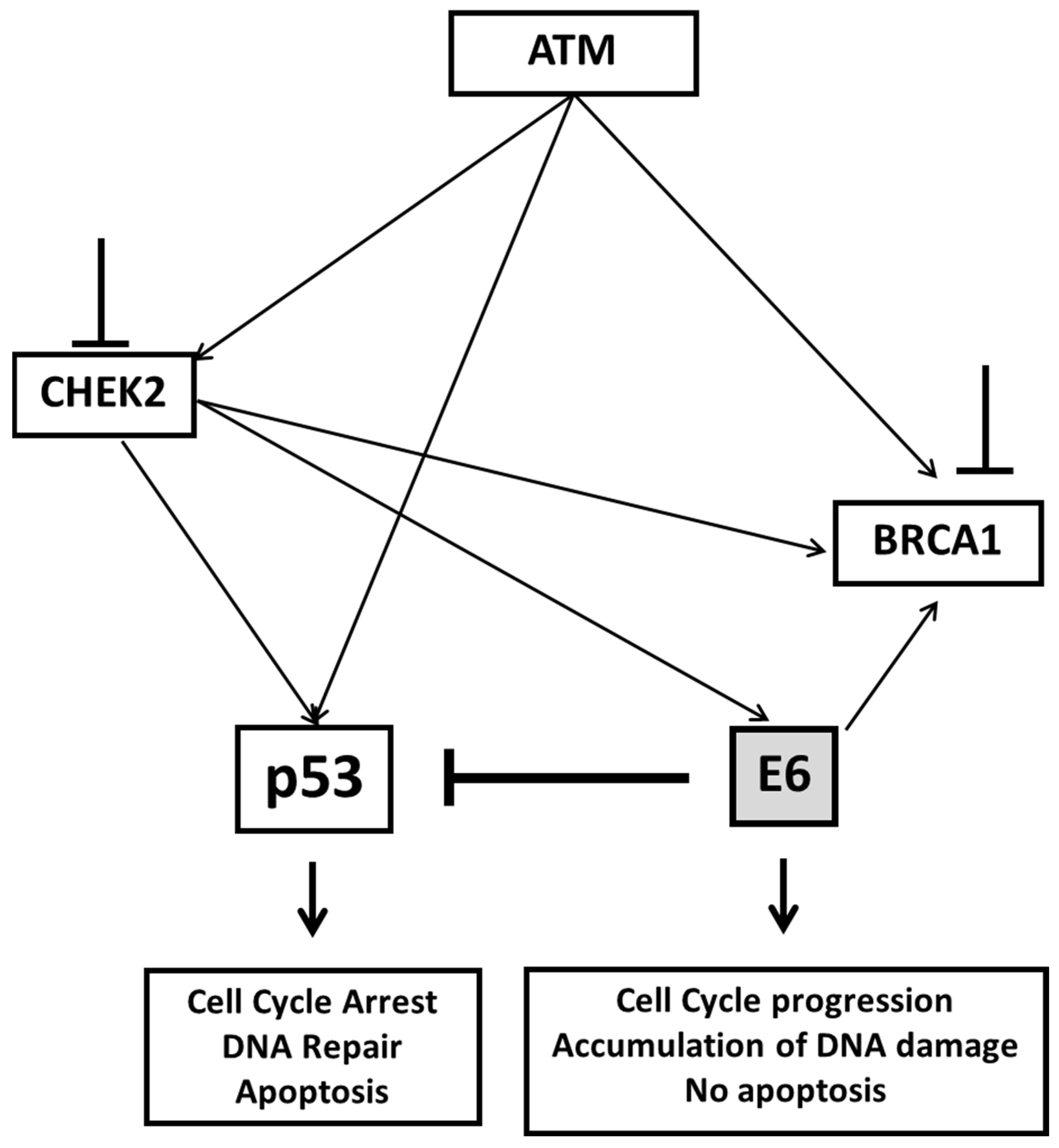 Pathogens 11 00637 g007