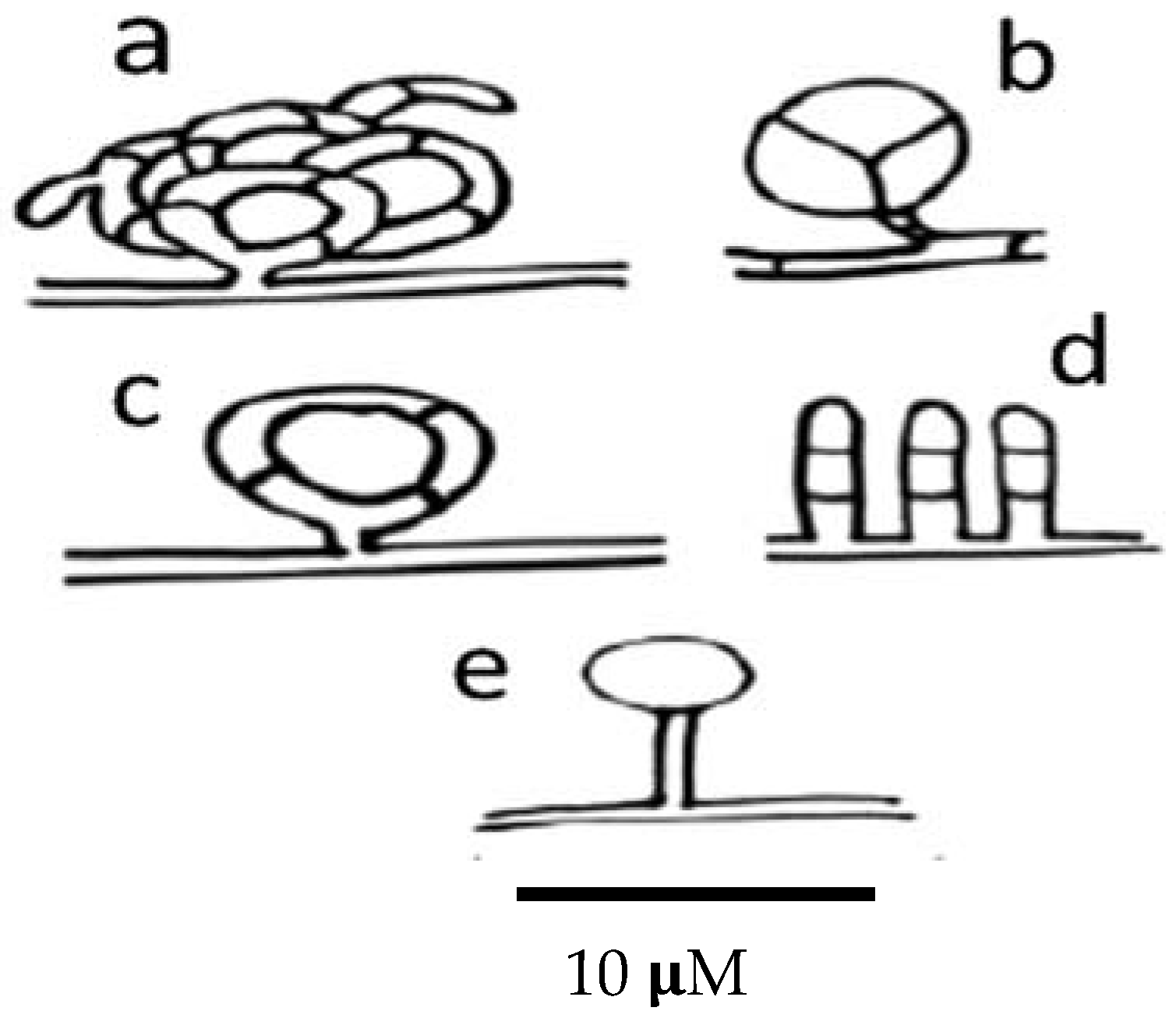 Pathogens 11 00640 g004 Pathogens 11 00640 g004