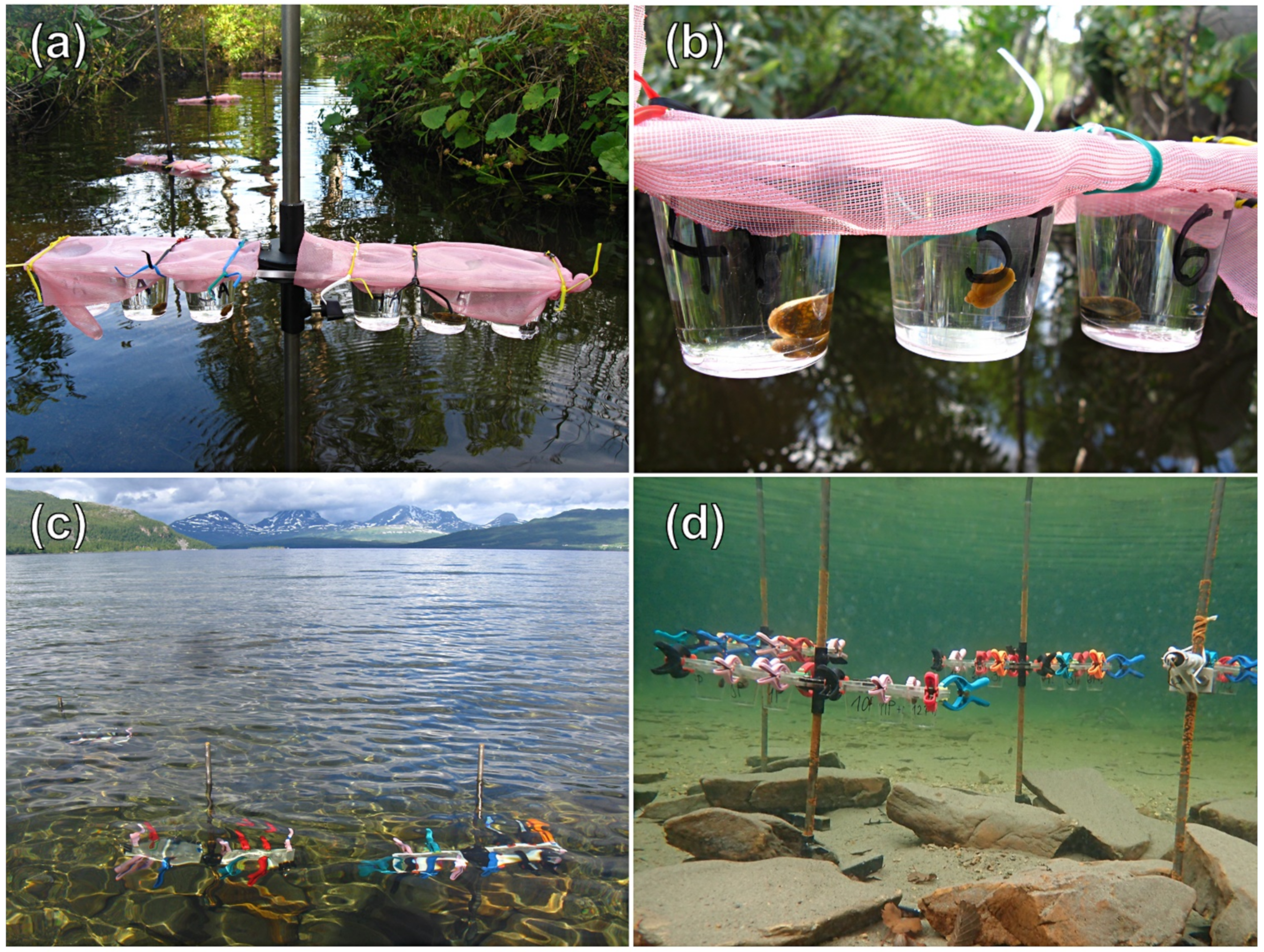 Pathogens 11 00647 g0a1 Pathogens 11 00647 g0a1