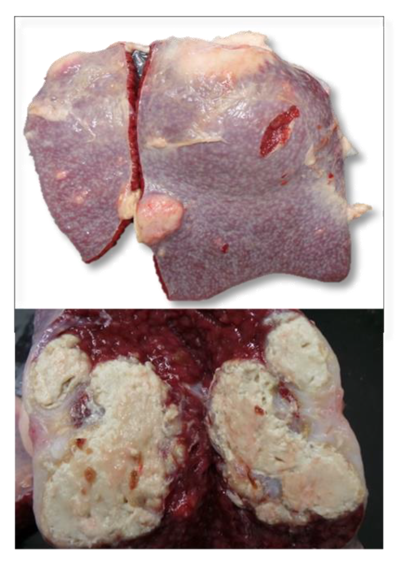 Pathogens 11 00649 g005