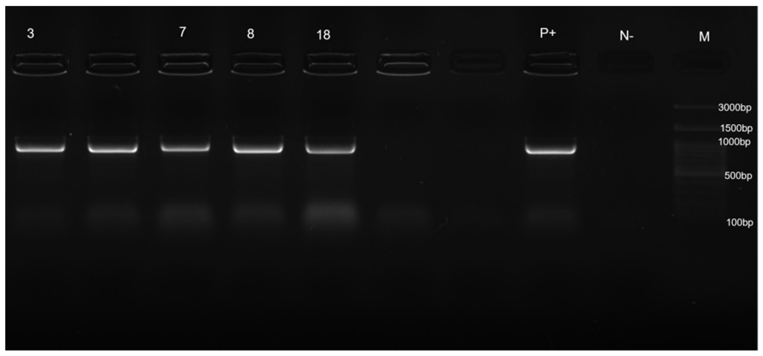 Pathogens 11 00656 g002