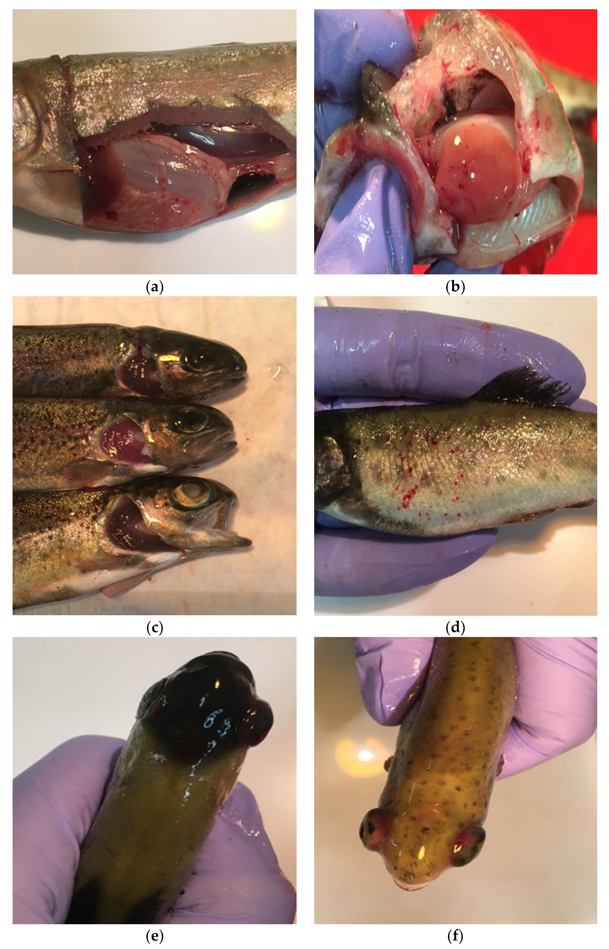 Pathogens 11 00658 g001 550