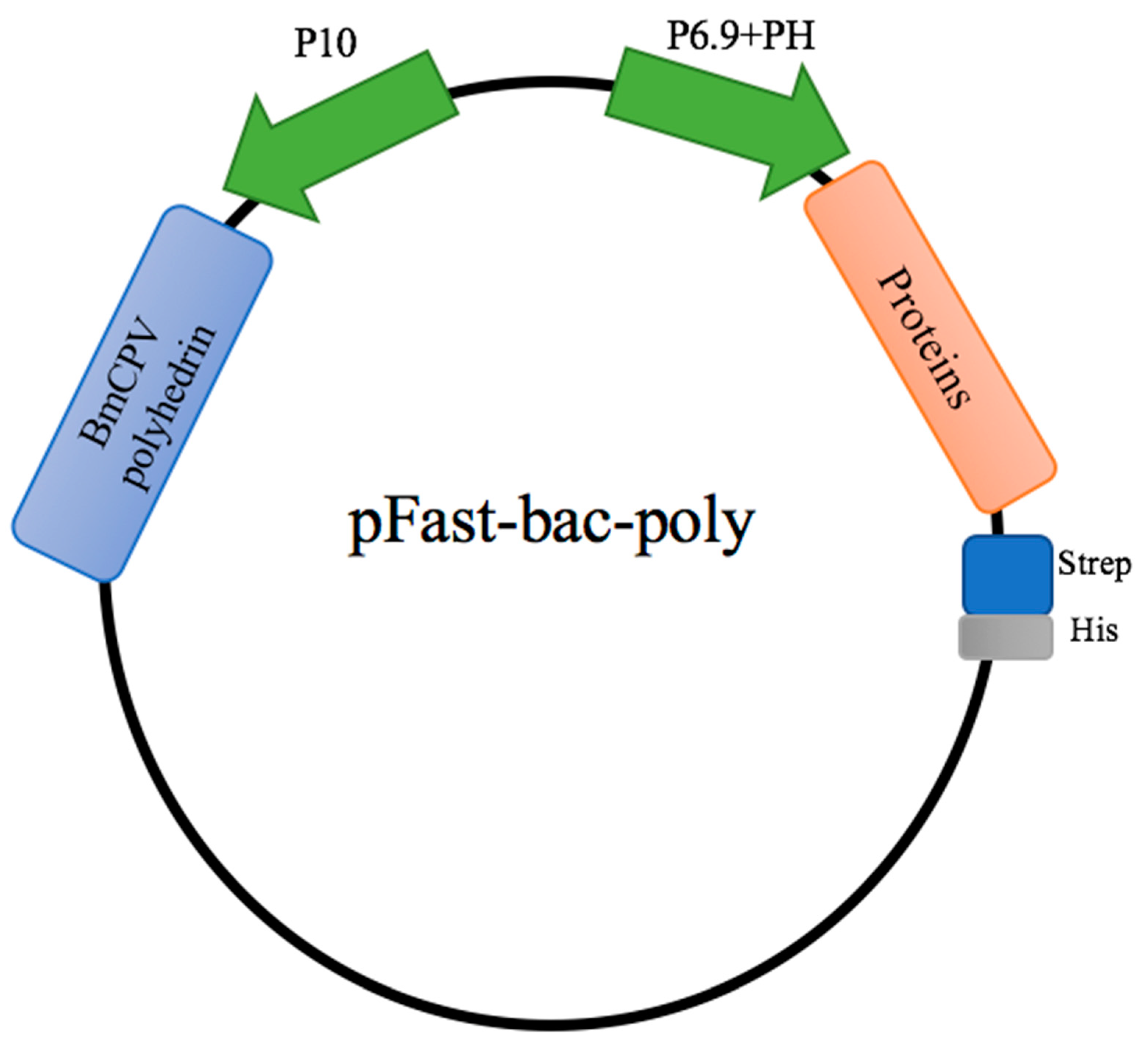 Pathogens Free FullText Utilization of Baculovirus