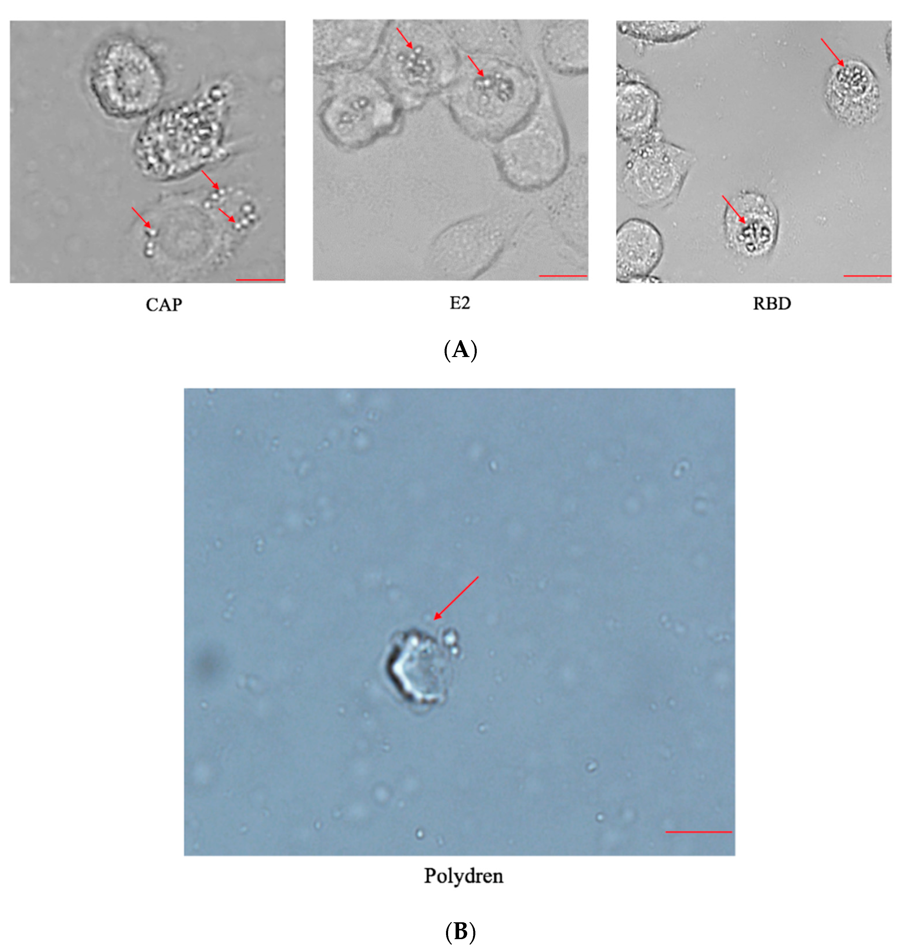 Pathogens 11 00672 g002 Pathogens 11 00672 g002