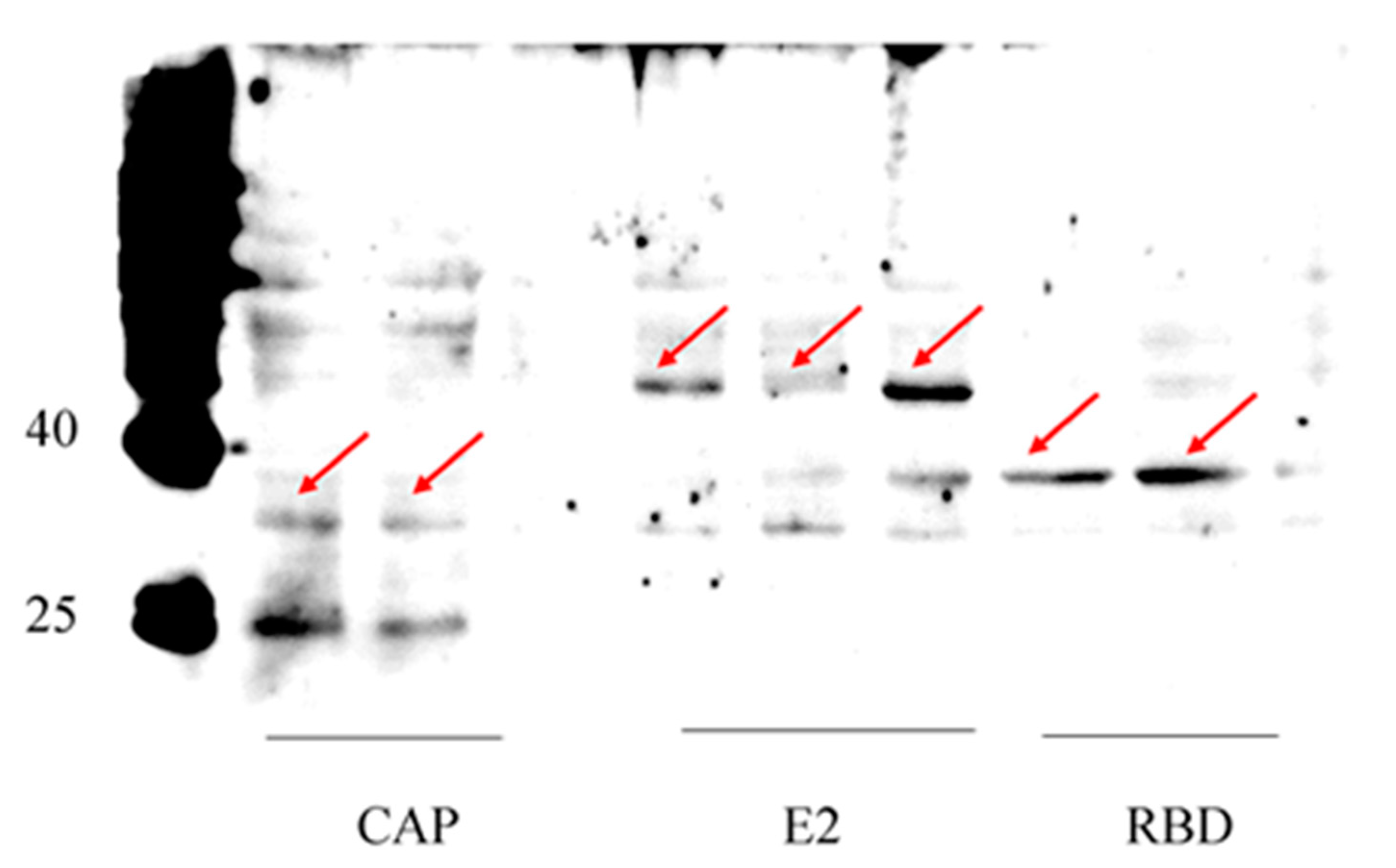 Pathogens 11 00672 g003 Pathogens 11 00672 g003