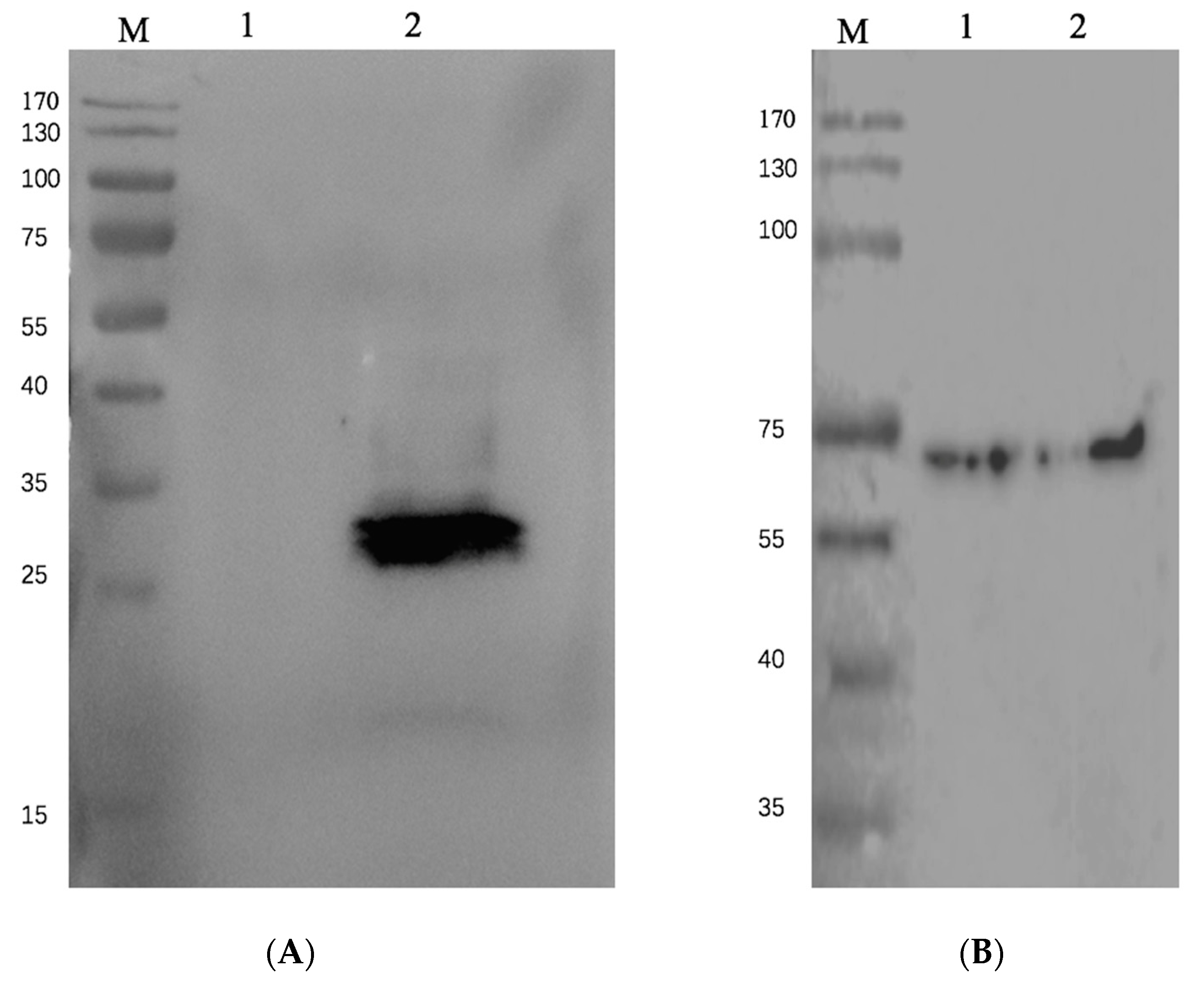 Pathogens 11 00672 g004 Pathogens 11 00672 g004