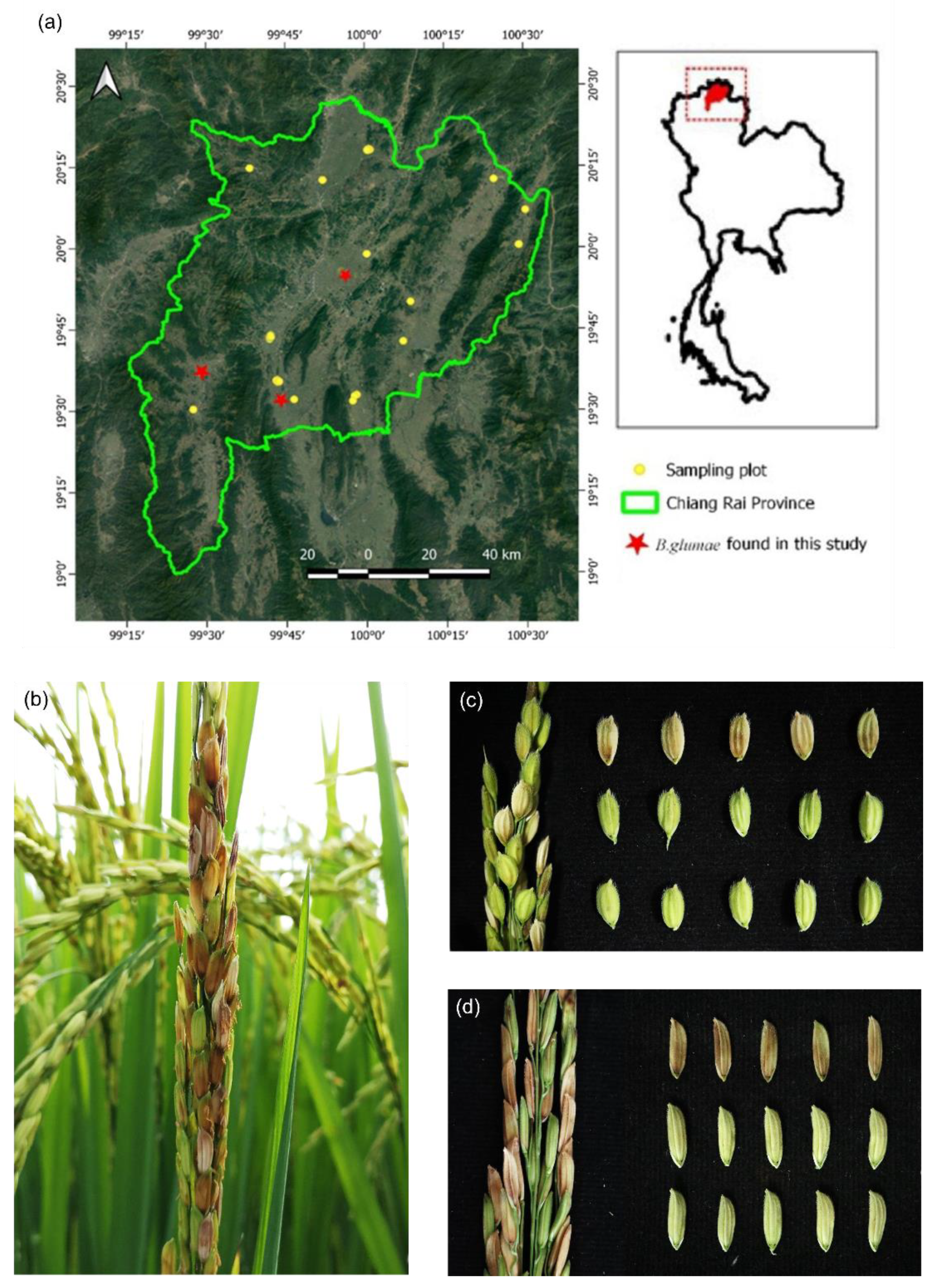 Pathogens 11 00676 g001 Pathogens 11 00676 g001