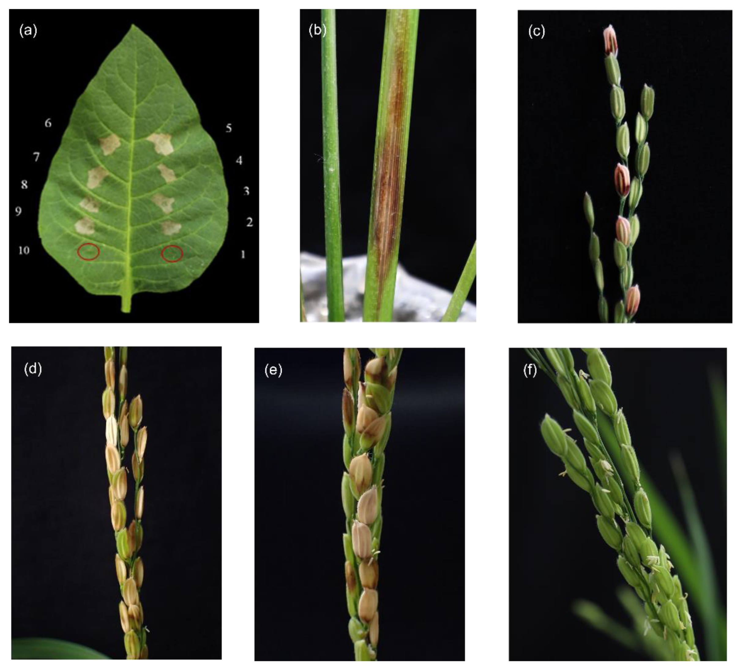 Pathogens 11 00676 g002 Pathogens 11 00676 g002
