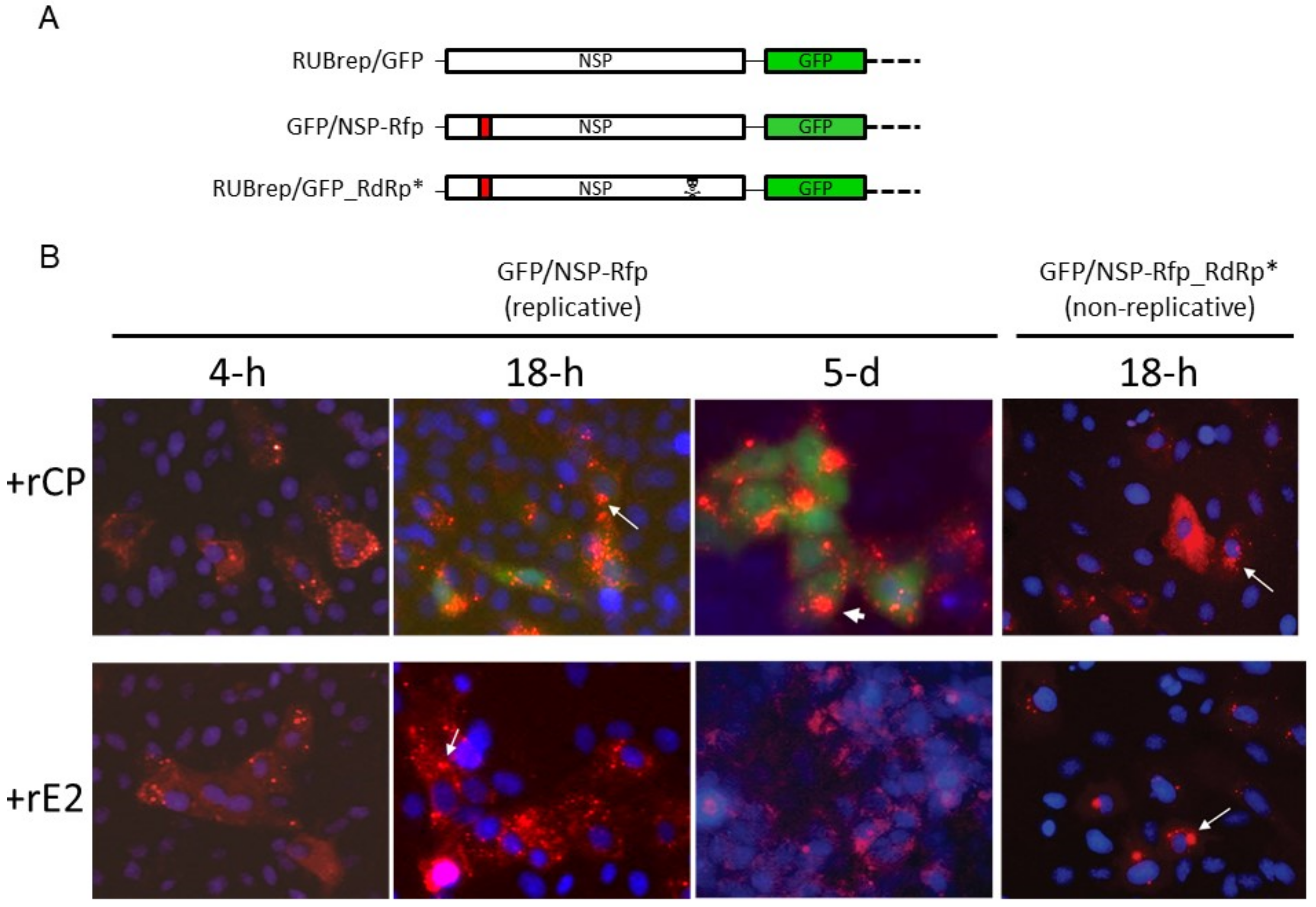 Pathogens 11 00683 g003a Pathogens 11 00683 g003a