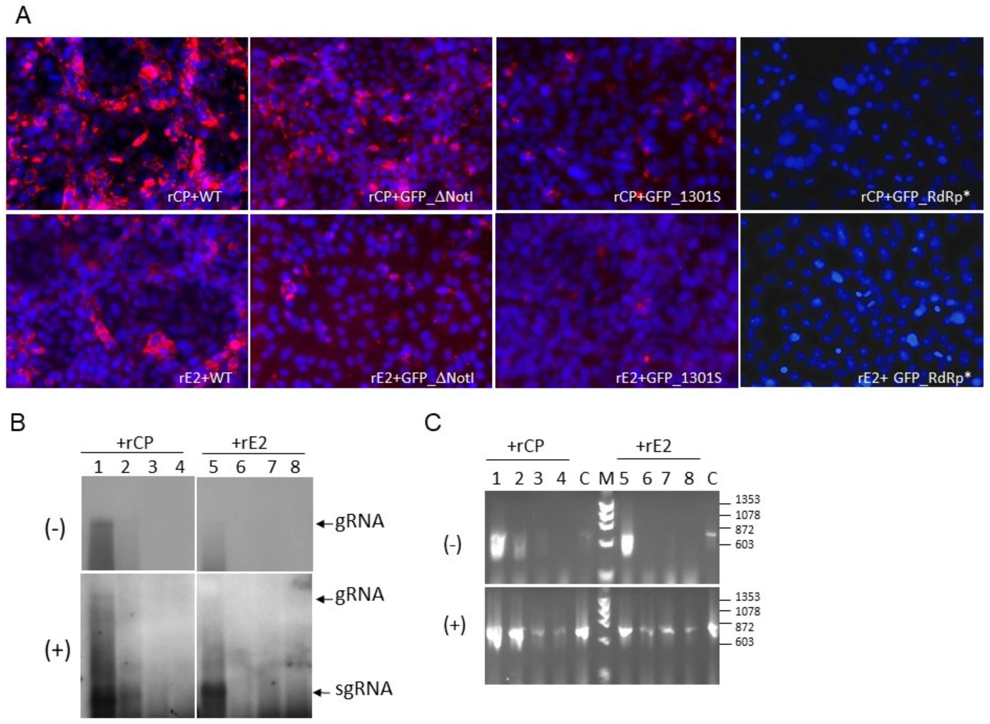 Pathogens 11 00683 g004 Pathogens 11 00683 g004
