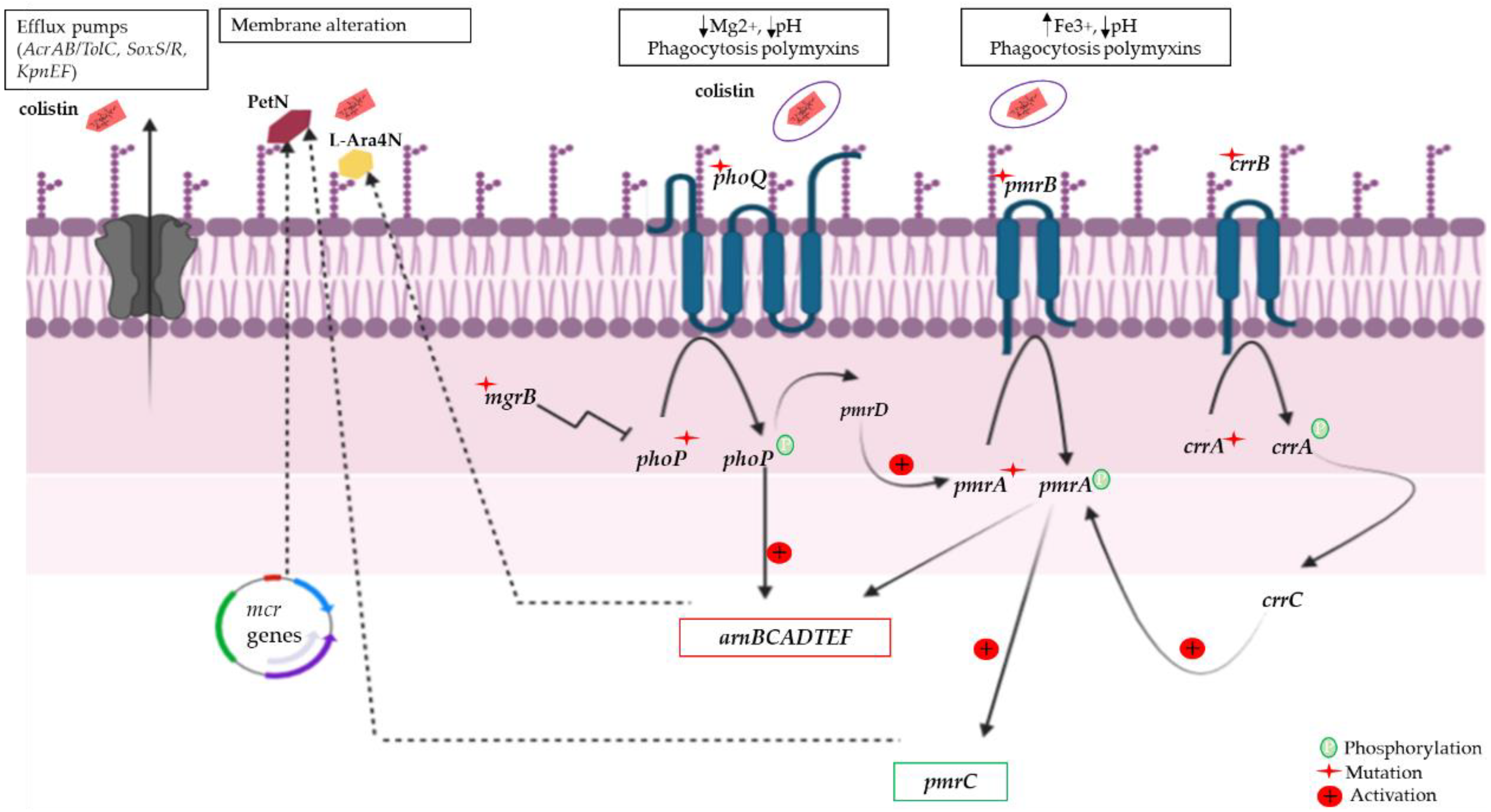 Pathogens 11 00698 g002